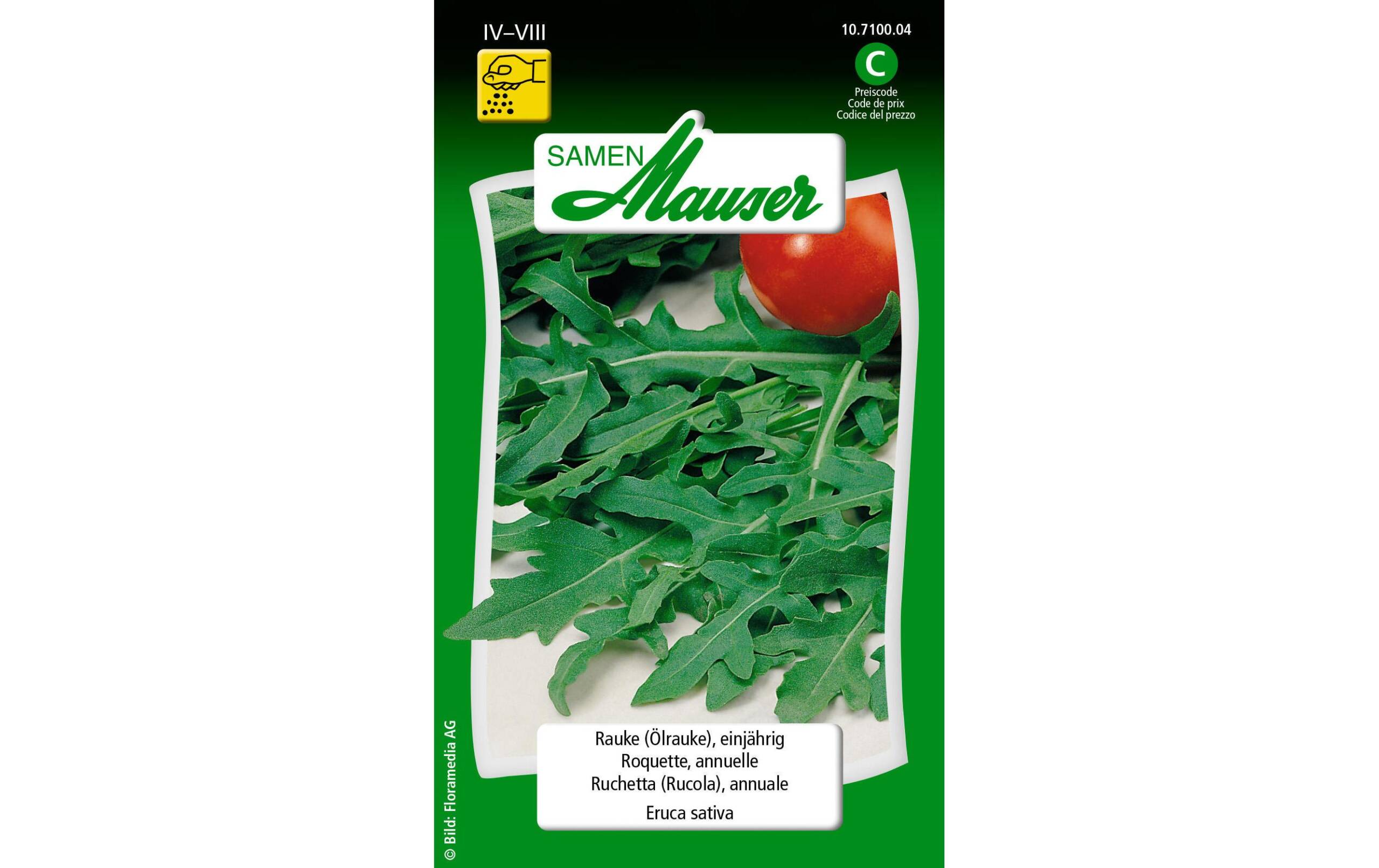 Rauke (Ölrauke)), einjährig Eruca sativa – Bild 2