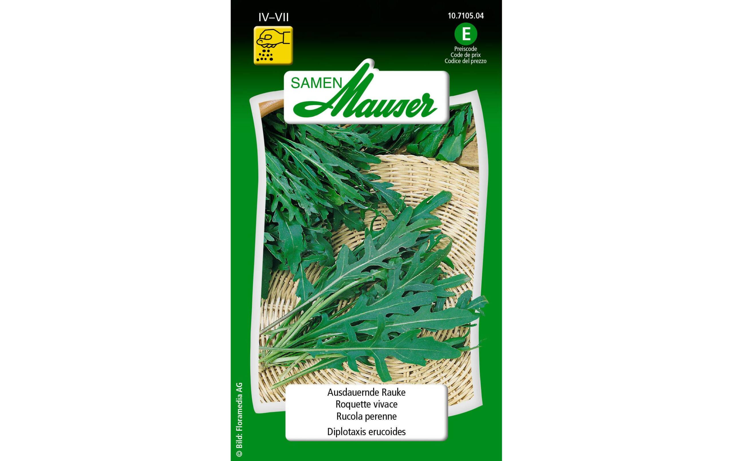 Ausdauernde Rauke Diplotaxis erucoides