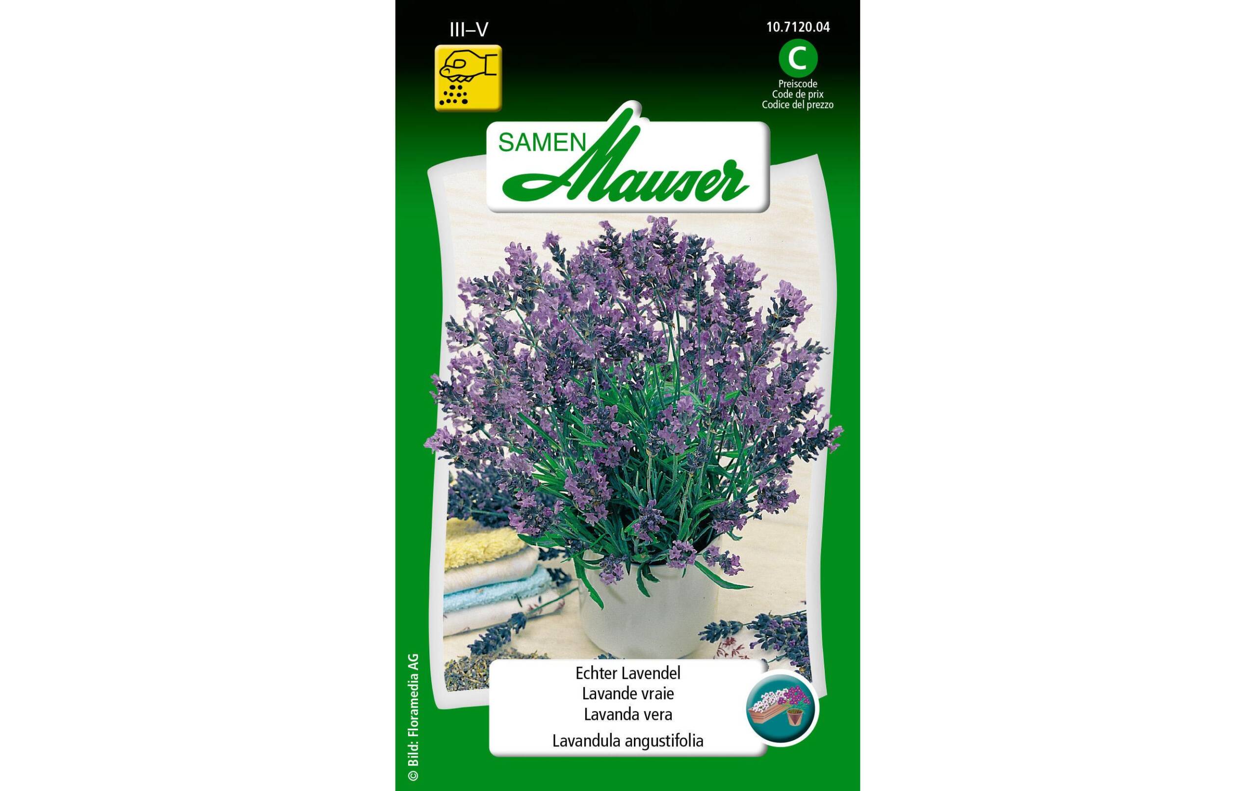 Echter Lavendel Lavandula angustifolia