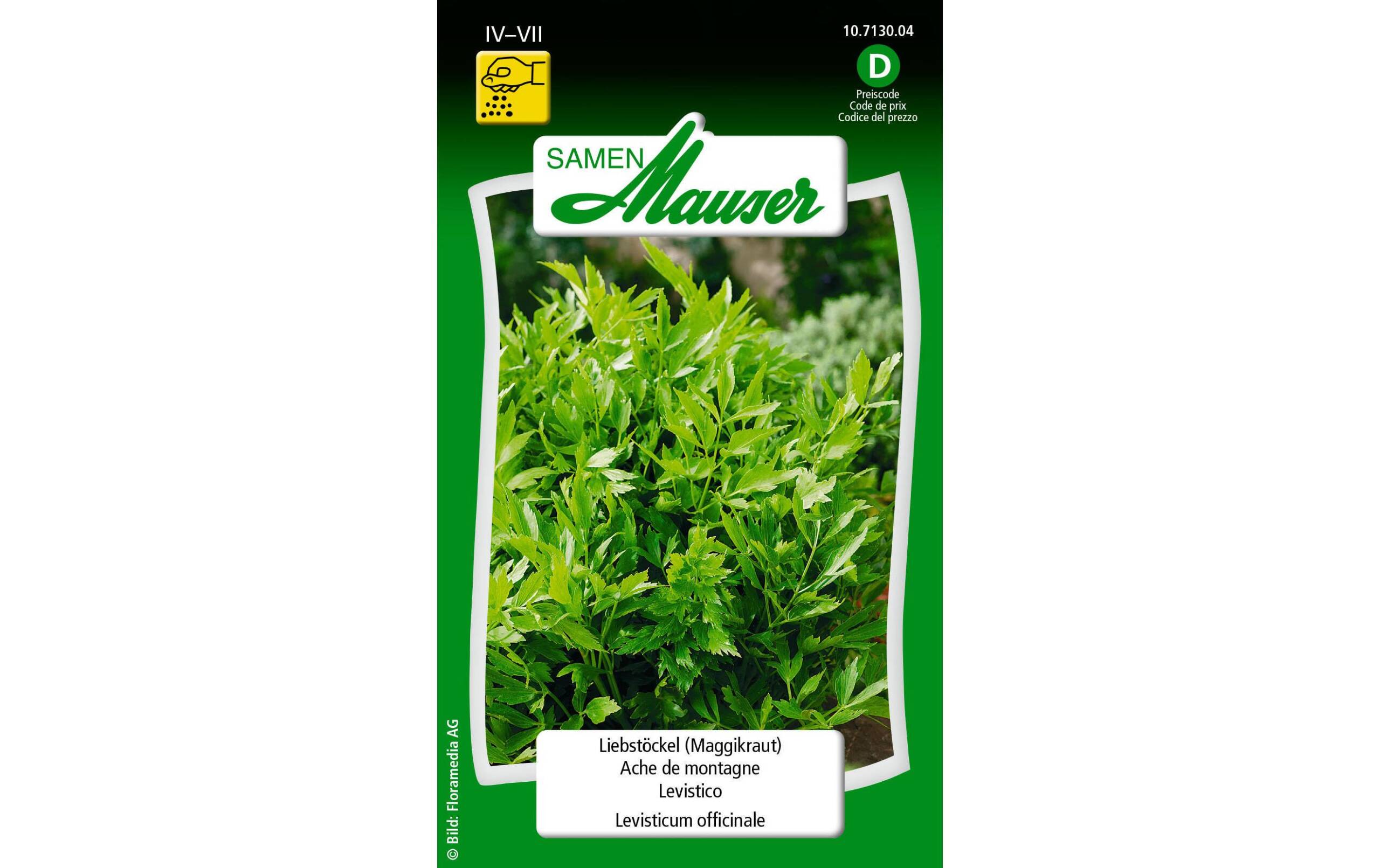 Liebstöckel Levisticum officinale