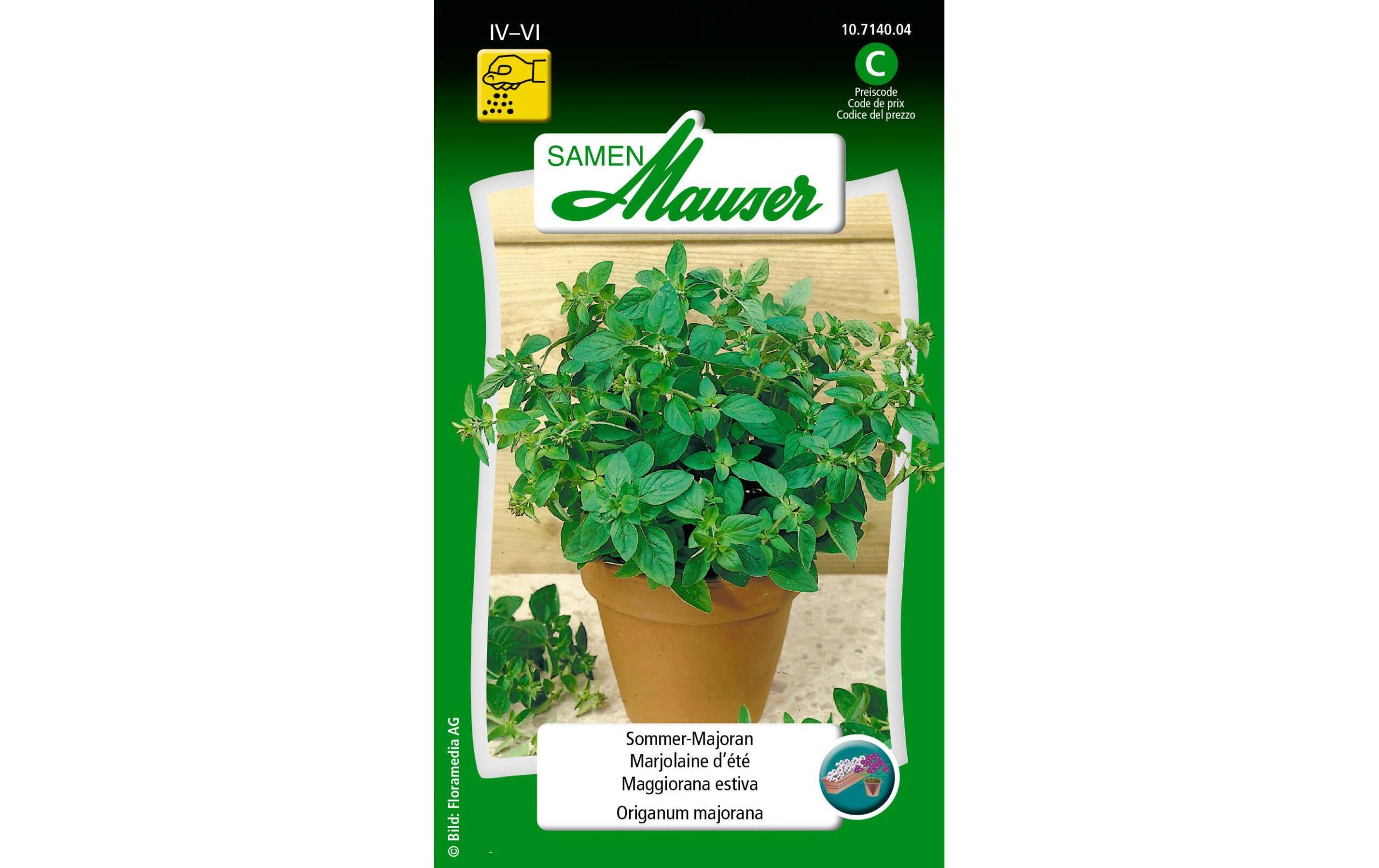 SommerMajoran Origanum majorana