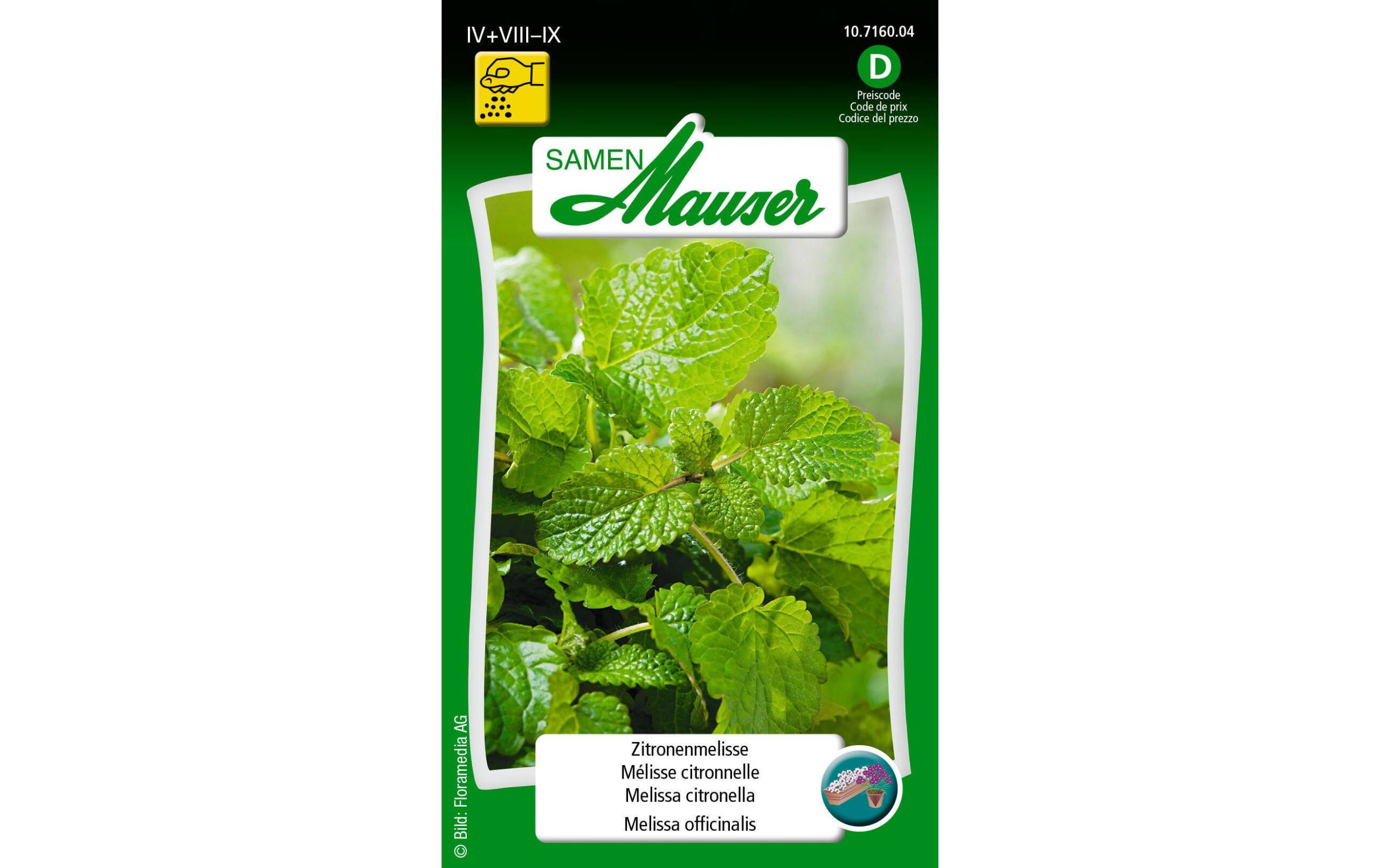 Zitronenmelisse Melissa officinalis