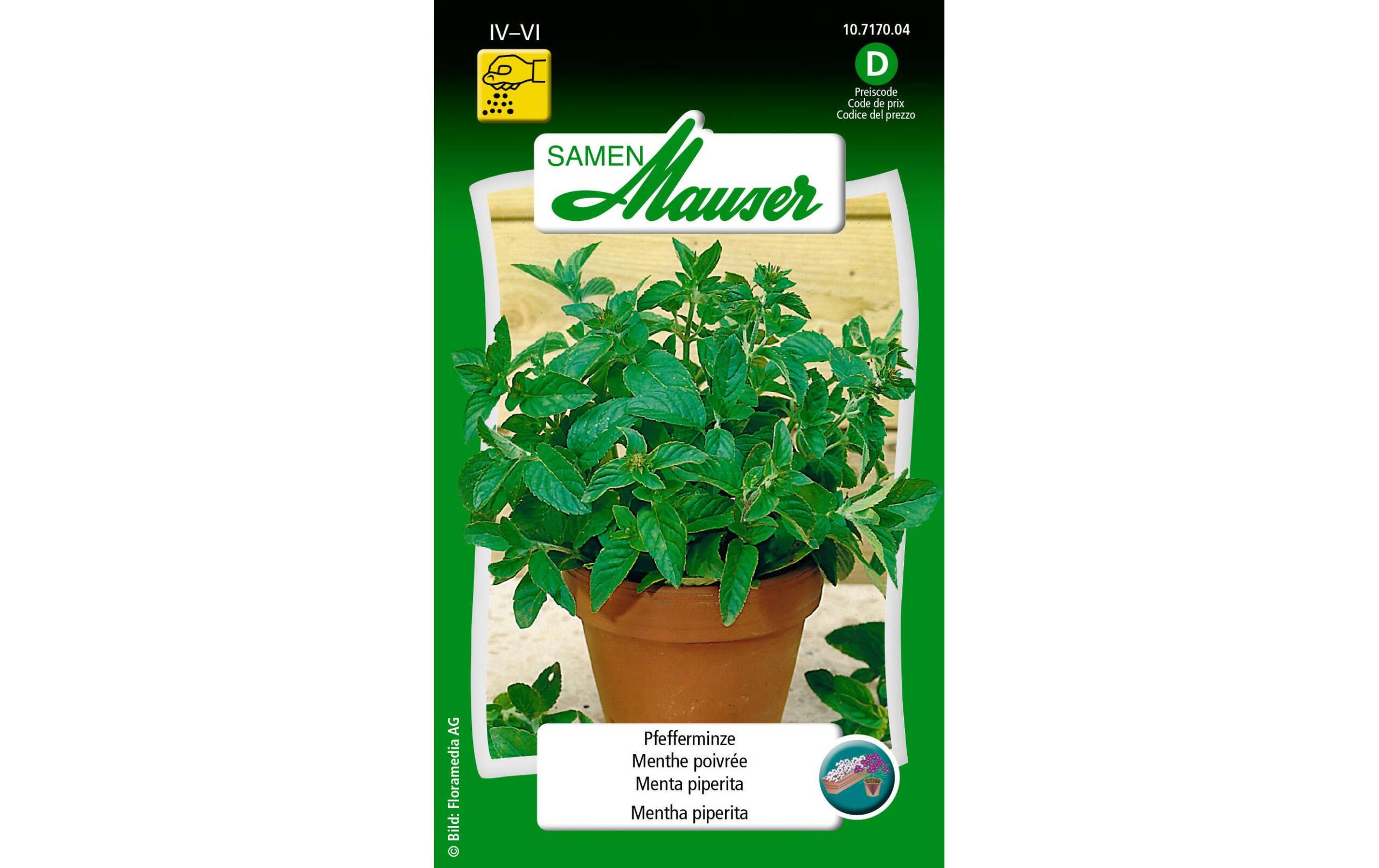 Pfefferminze Mentha piperita