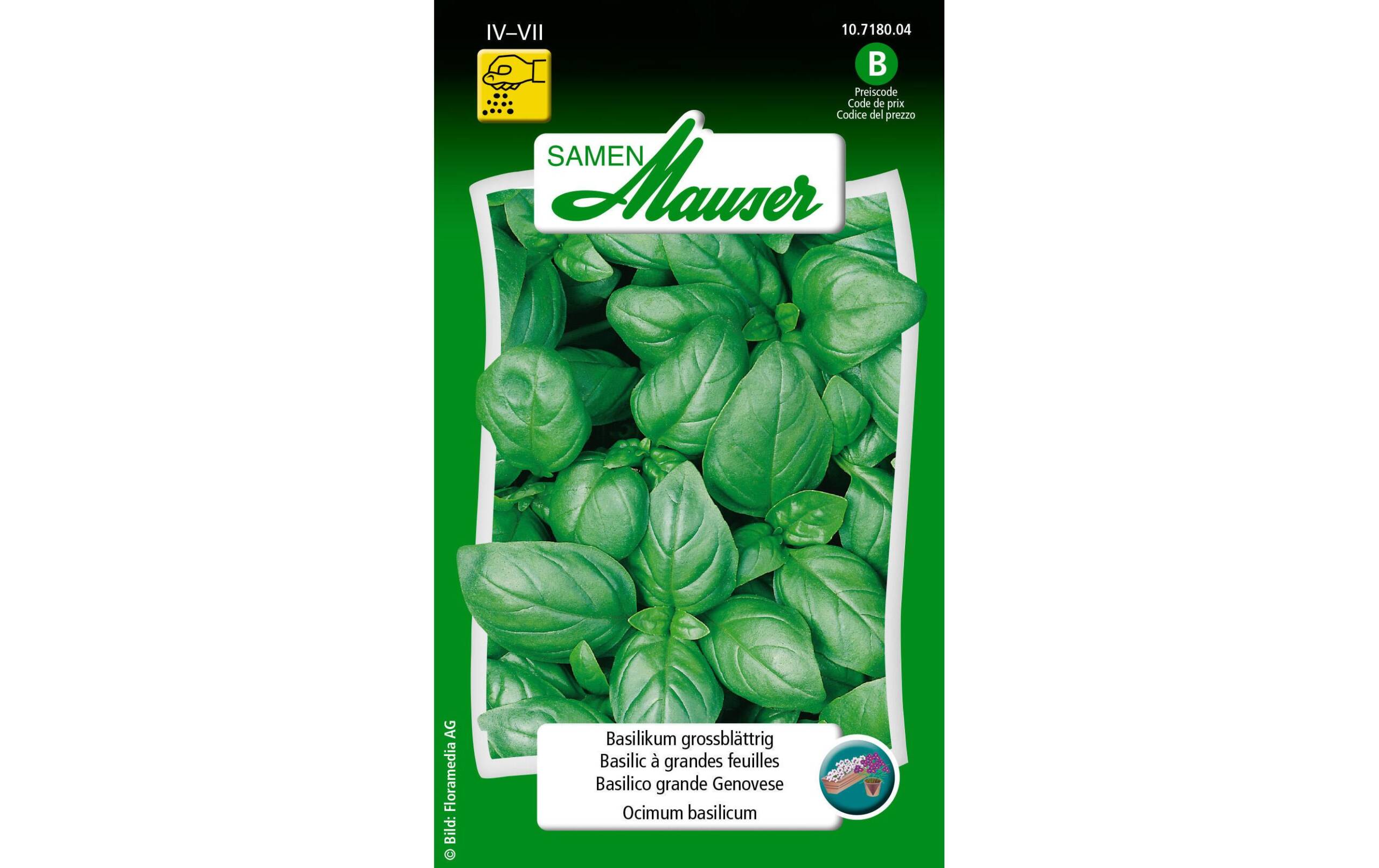 Basilikum grossblättrig Ocimum basilicum