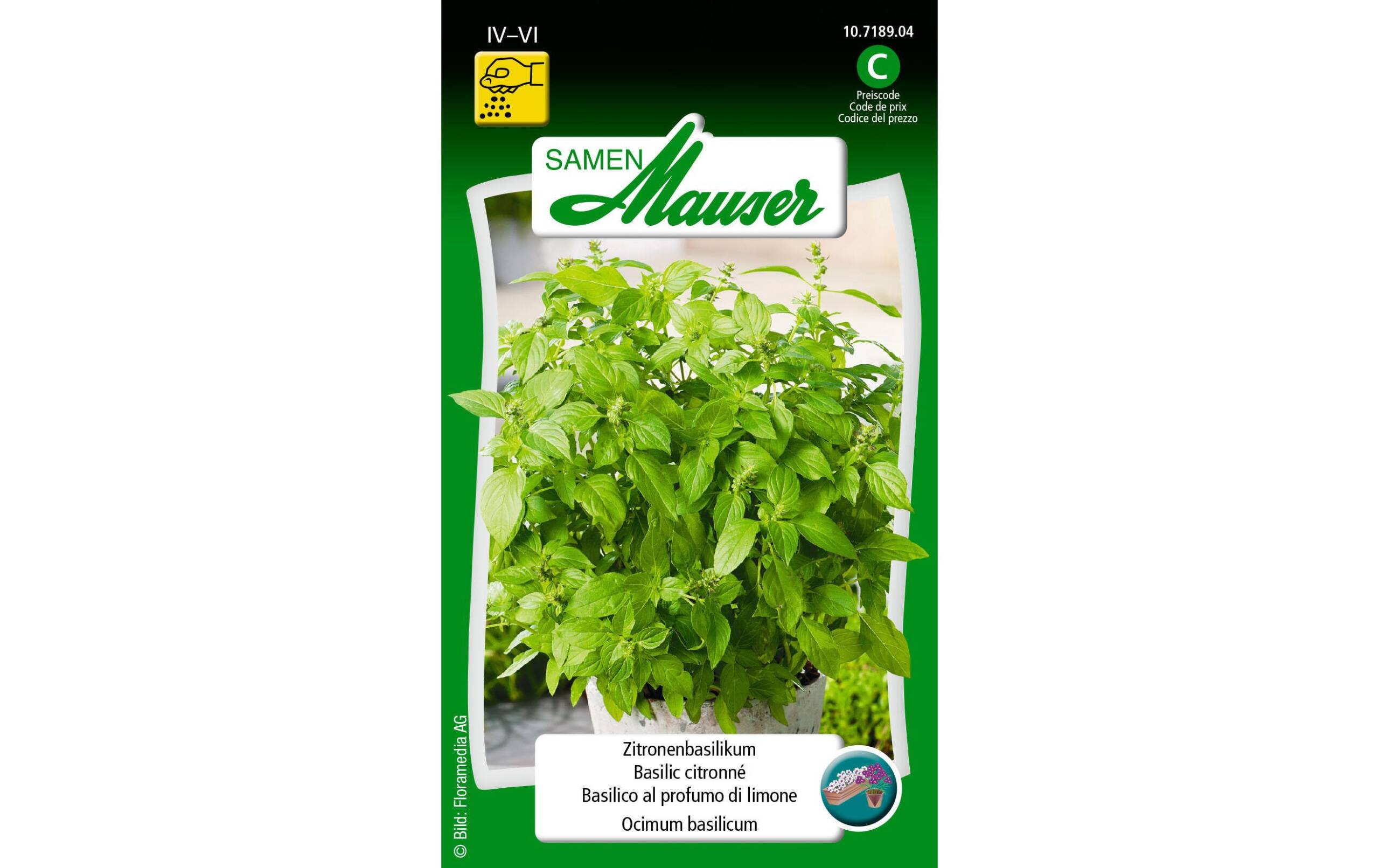 ZitronenBasilikum Ocimum basilicum