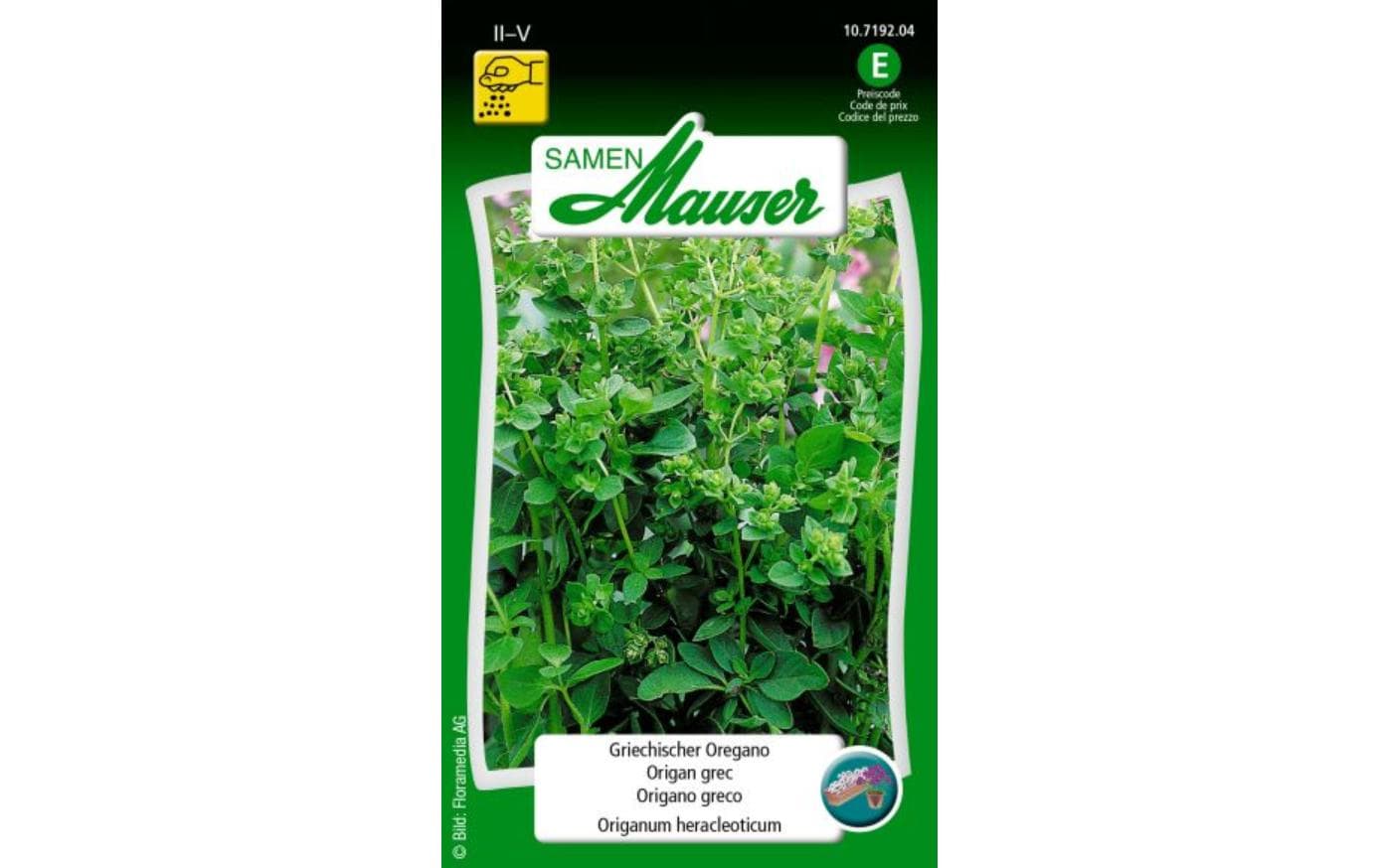 Griechischer Oregano Origanum heracleoticum