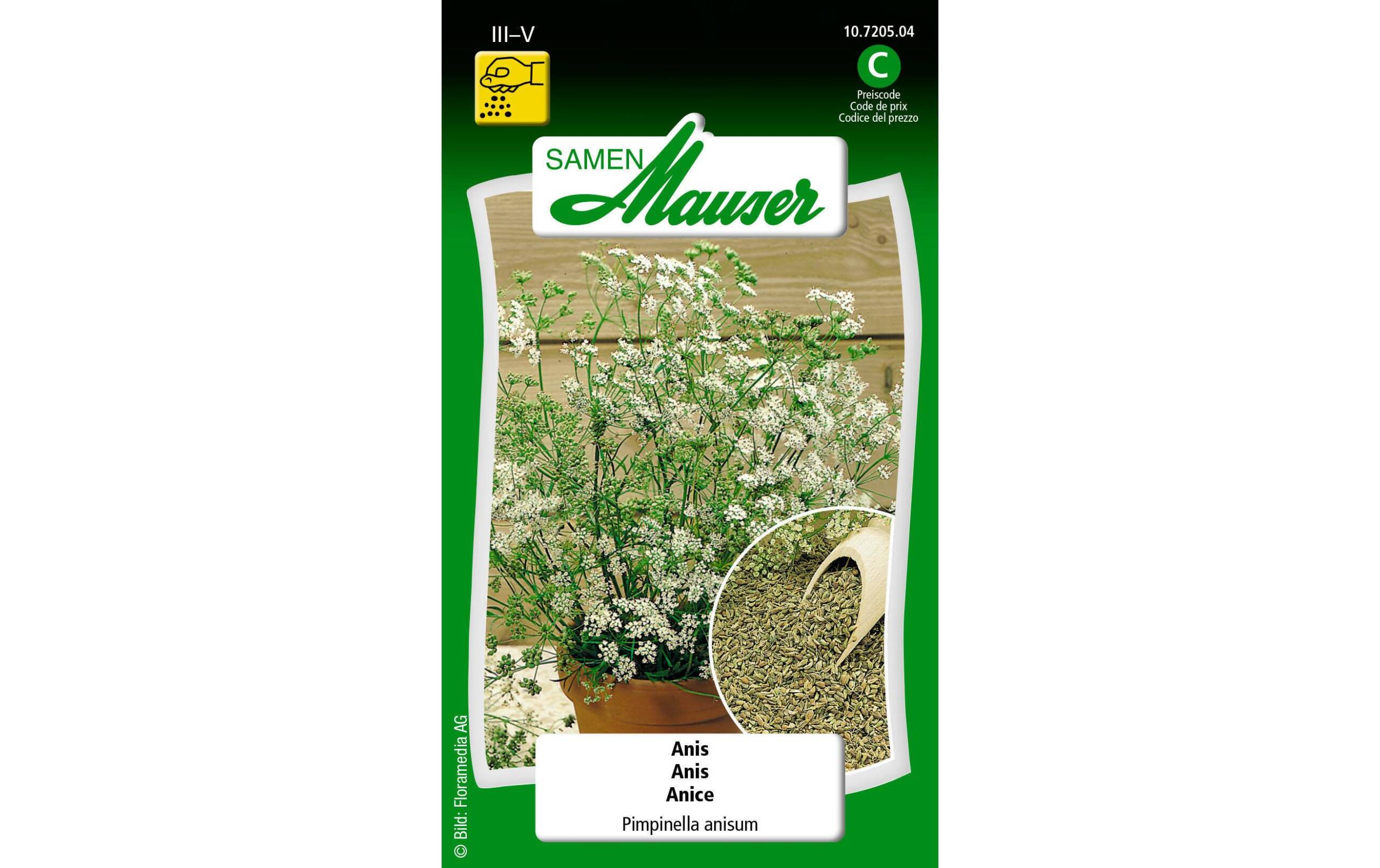 Anis Pimpinella anisum