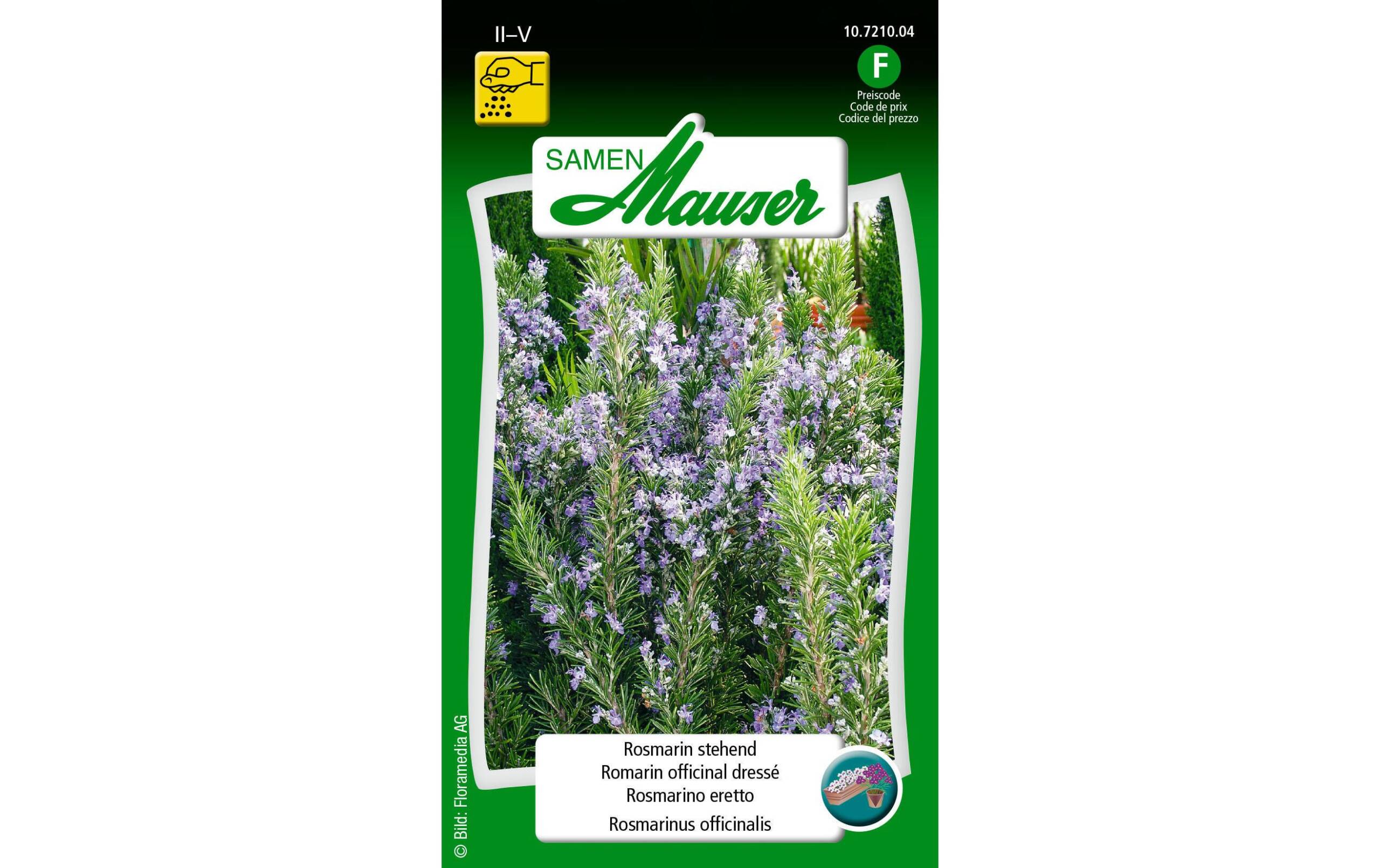 Rosmarin stehend Rosmarinus officinalis