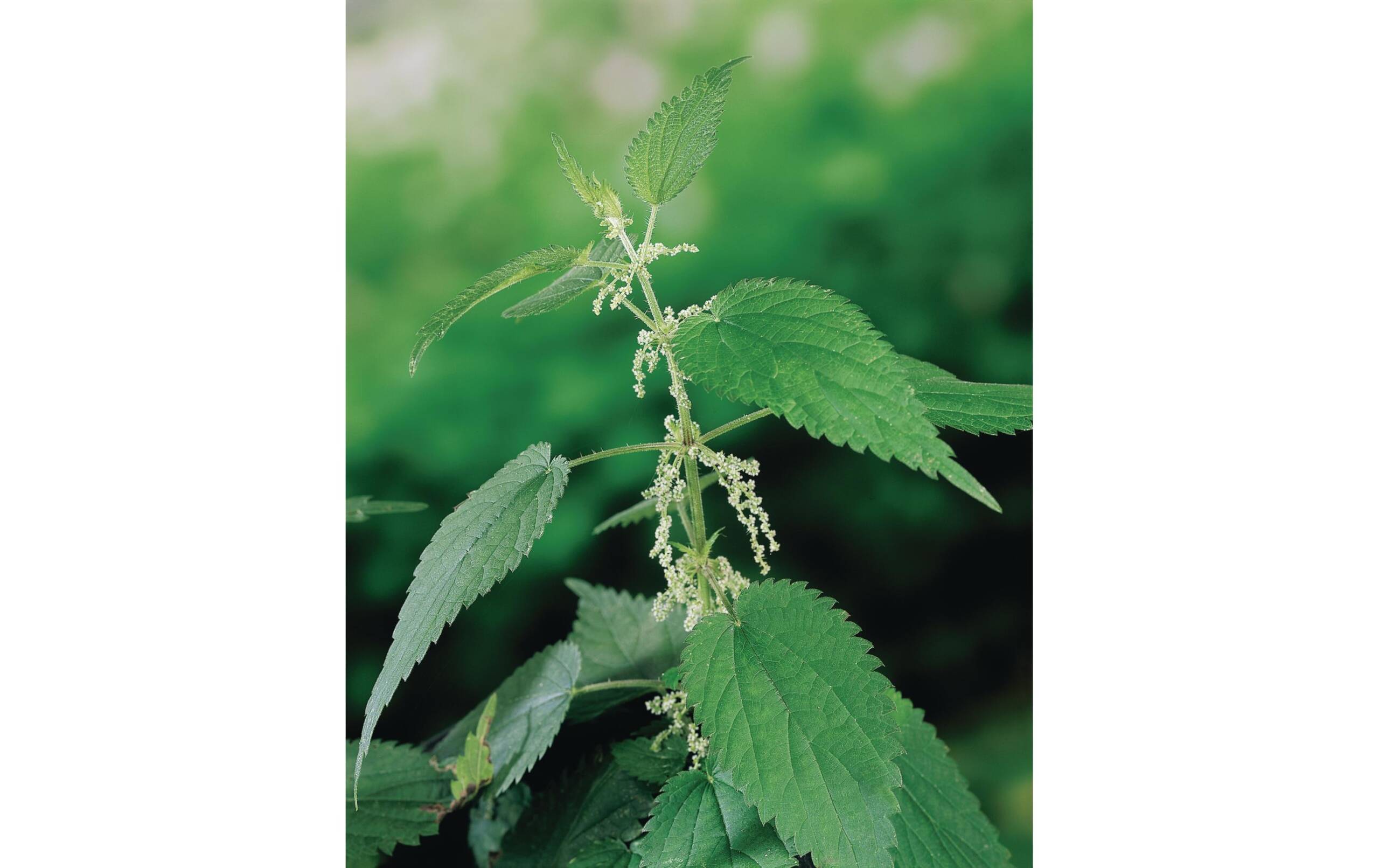 Brennessel Urtica dioica