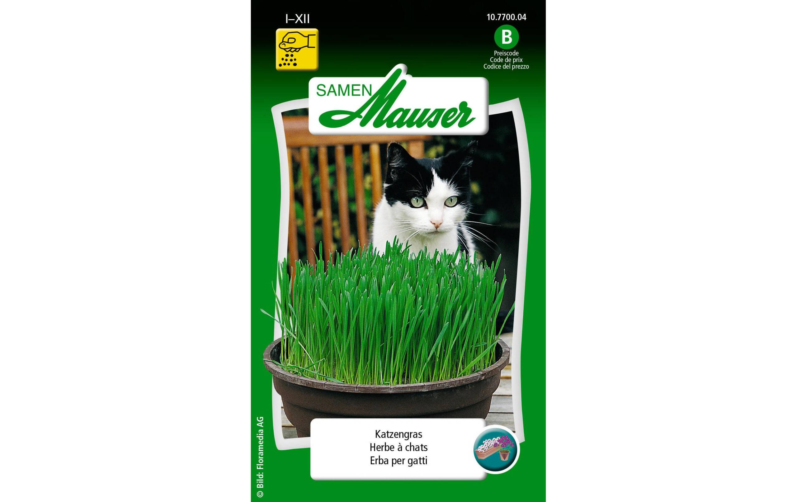 Katzengras 25g