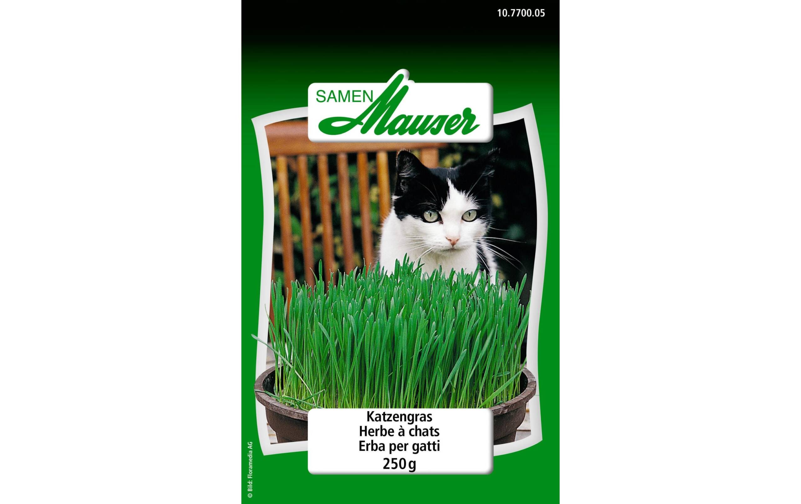 Katzengras 250g – Bild 2