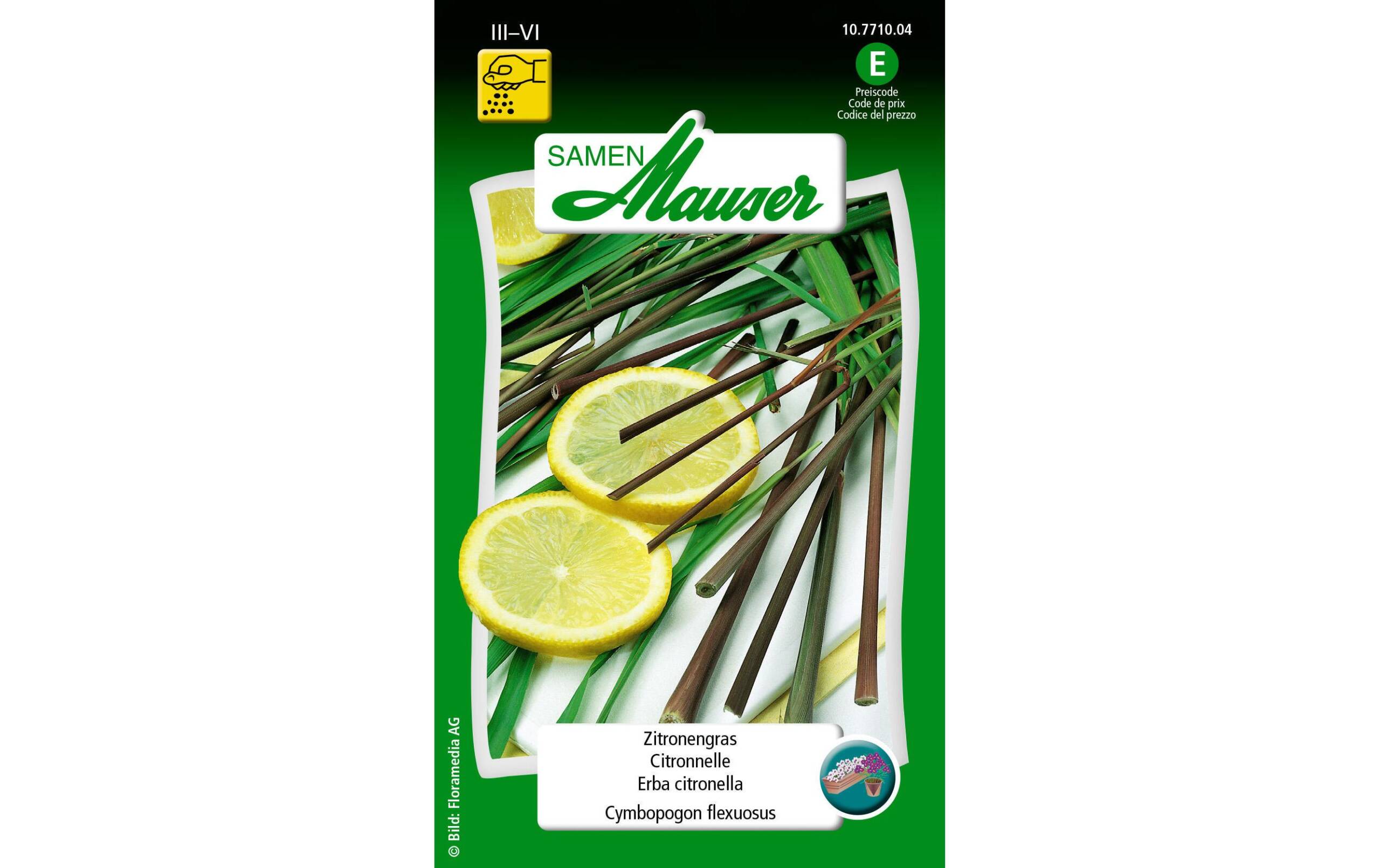 Zitronengras Cymbopogon flexuosus