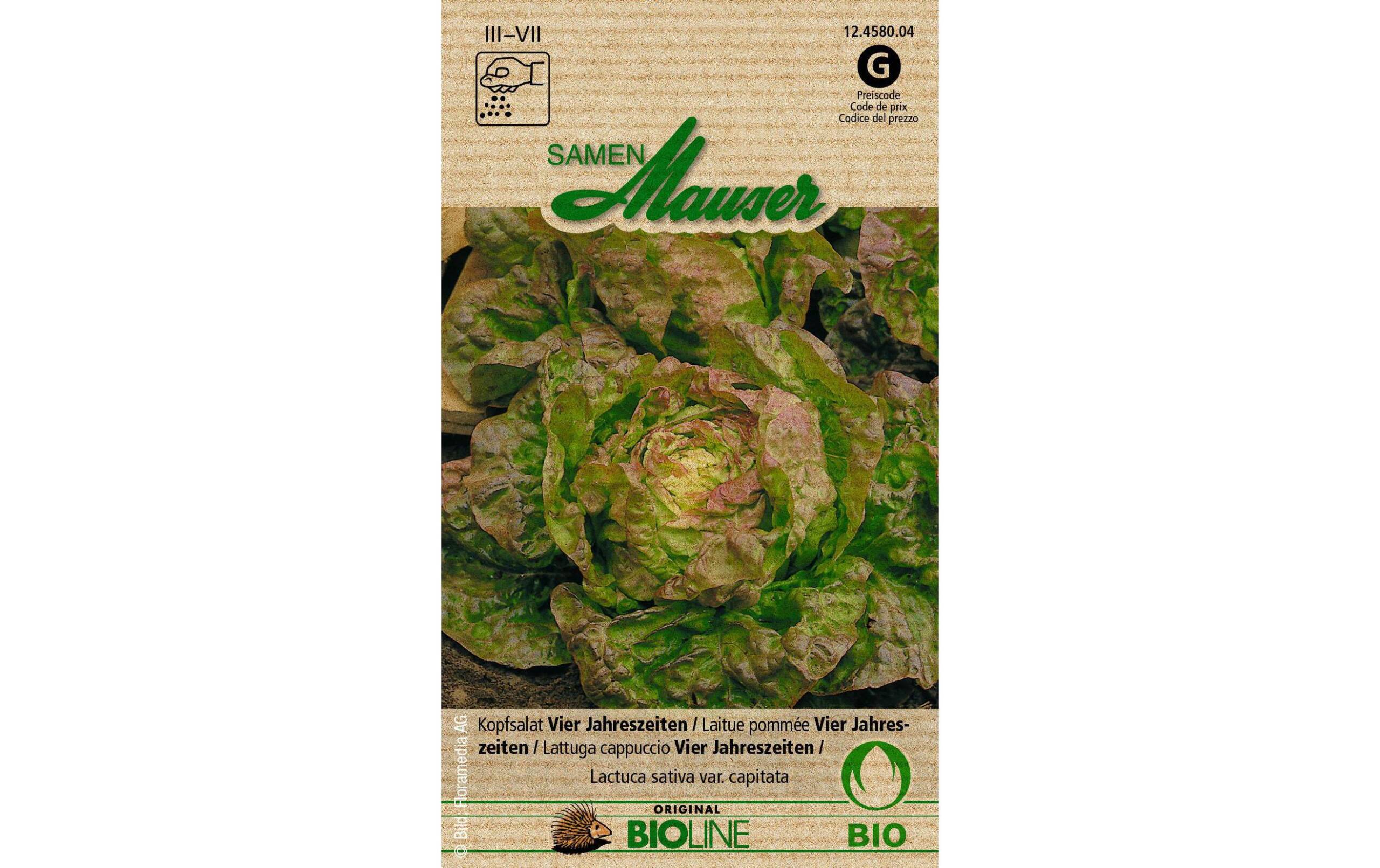 Kopfsalat Vier Jahreszeiten Aus kontr. biol. Anbau Knospe