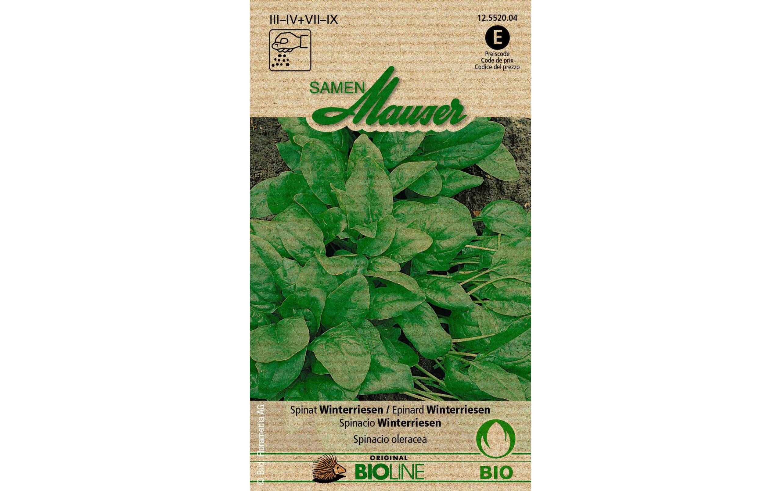 Spinat Winterriesen Aus kontr. biol. Anbau Knospe