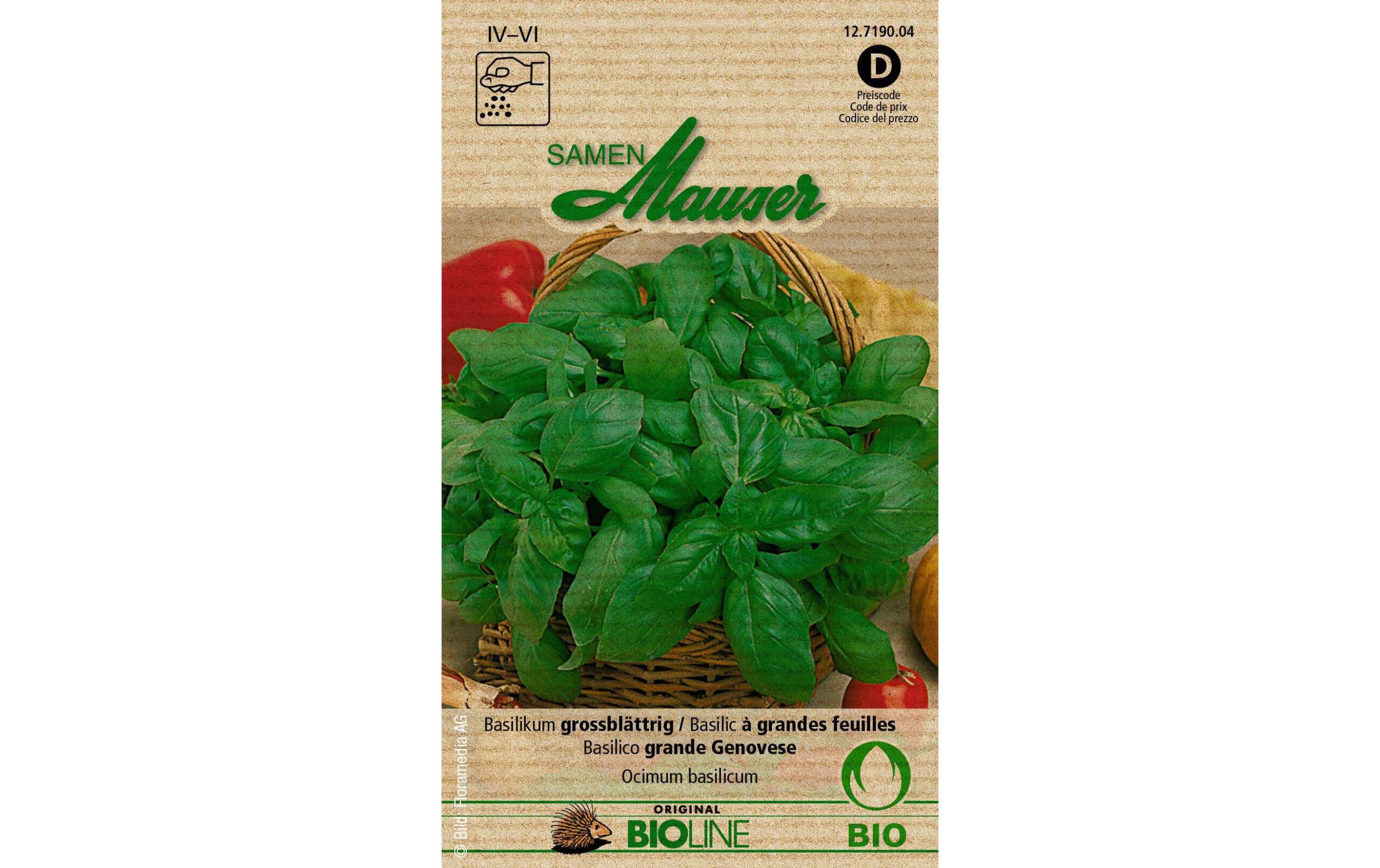 Basilikum grossblättrig Aus kontr. biol. Anbau Knospe