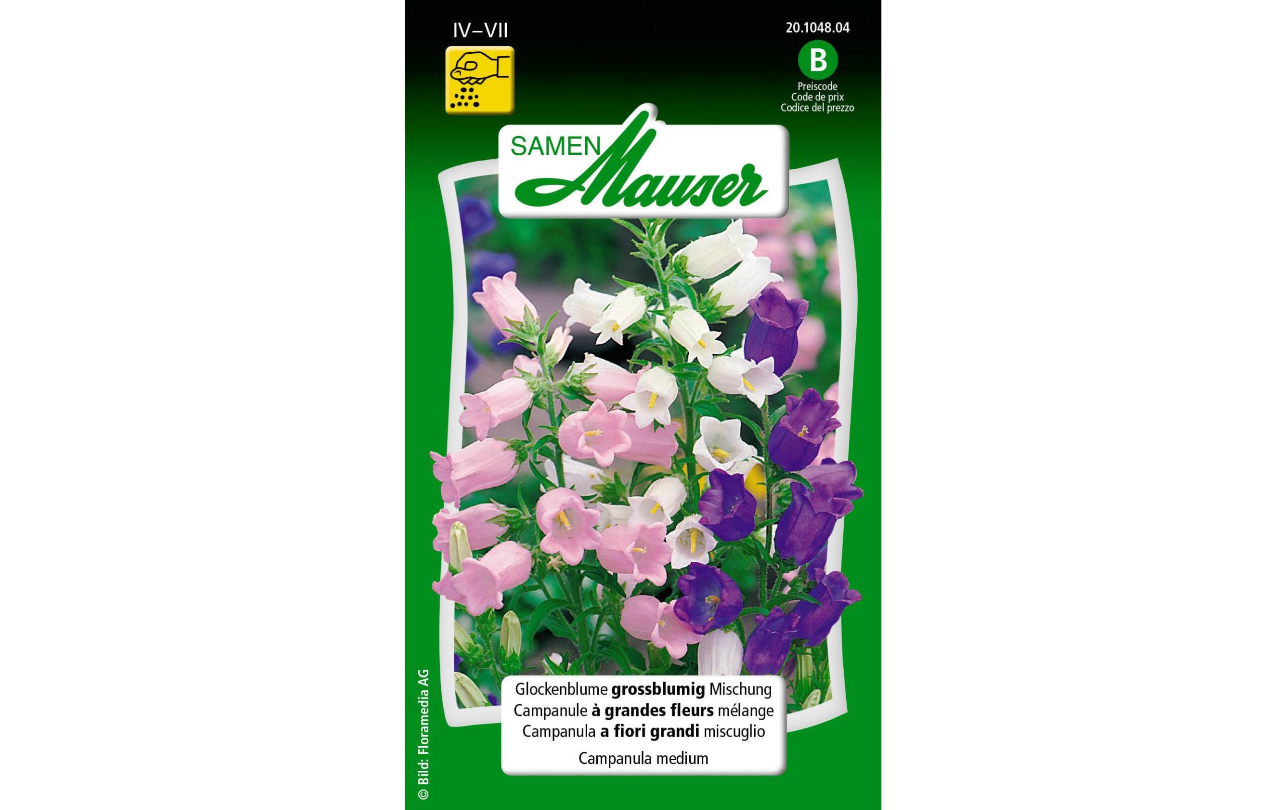 Glockenblume grossblumige Mischung Campanula medium