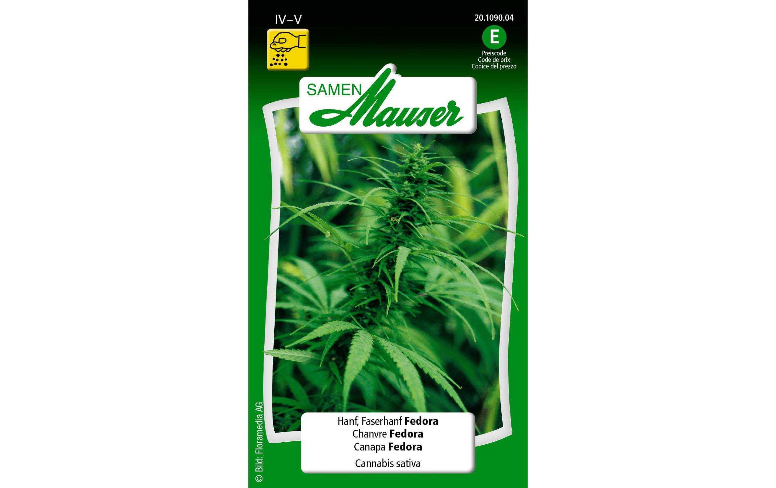 Faserhanf Fedora Cannabis sativa