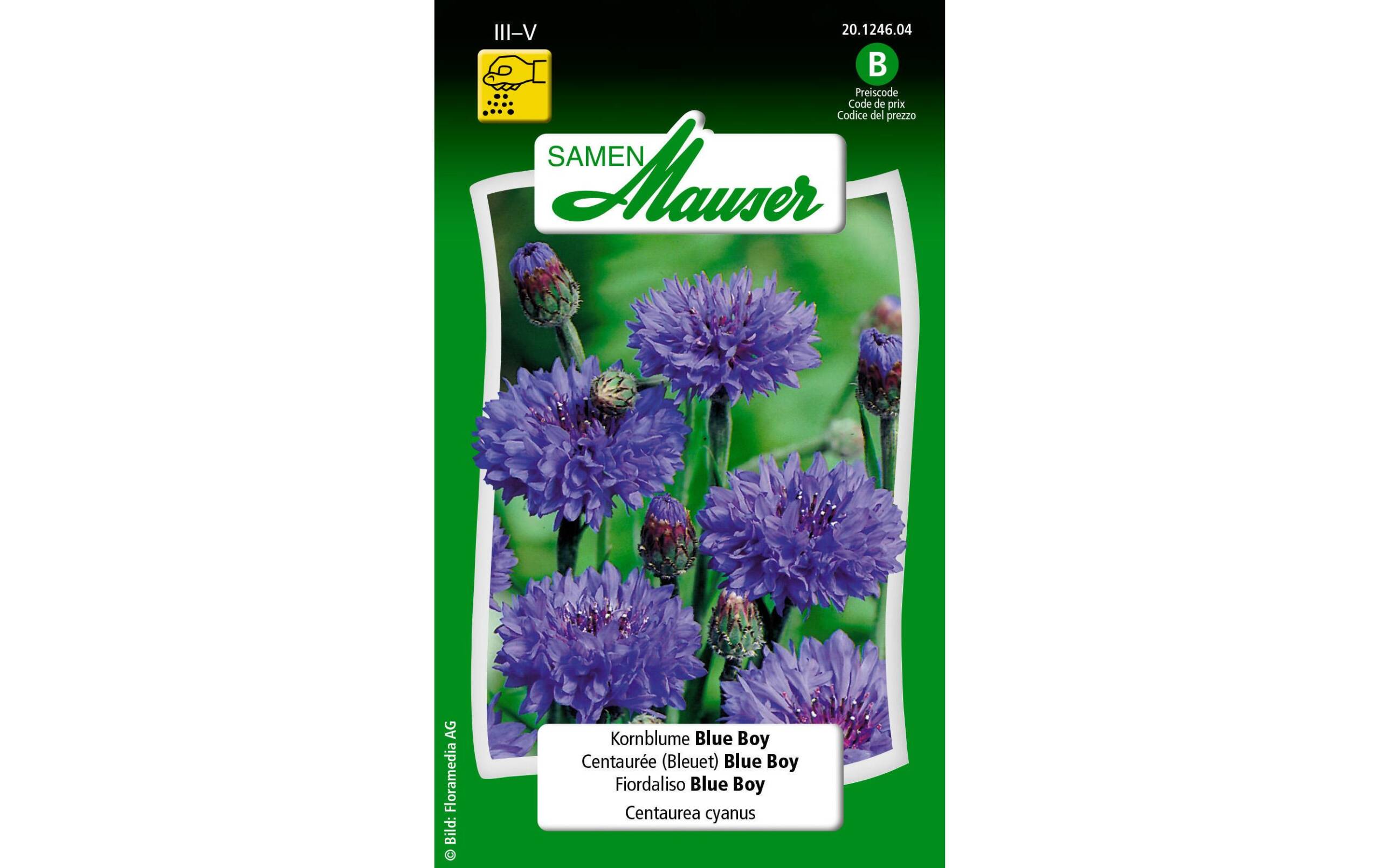 Kornblume Blue Boy Centaurea cyanus