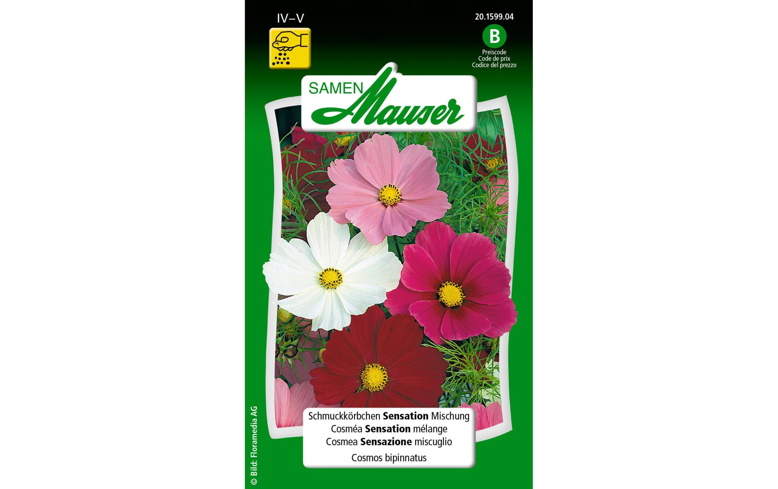 Schmuckkörbchen Sensation Mischung Cosmos bipinnatus