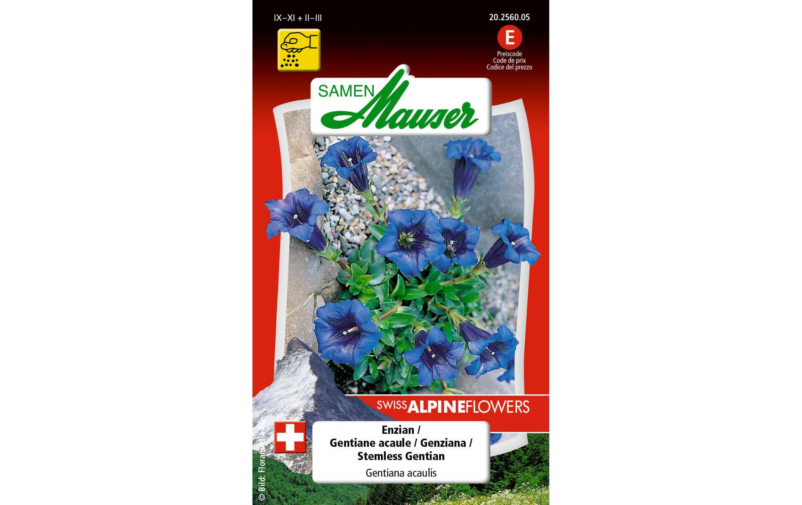 Enzian Gentiana acaulis