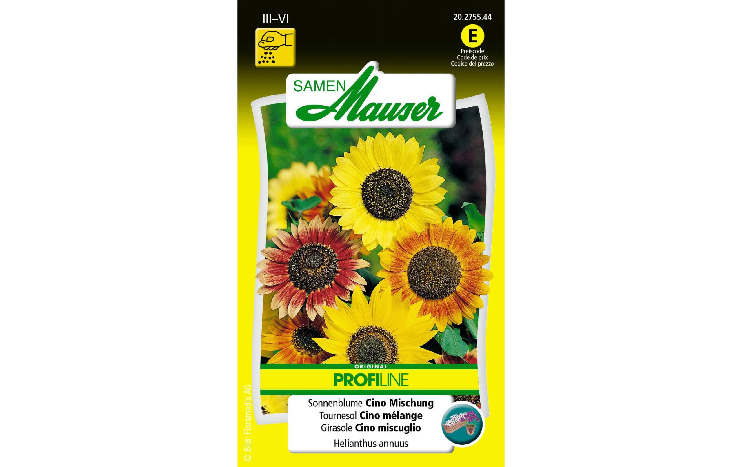 Sonnenblume Cino Misch. Helianthus annuus