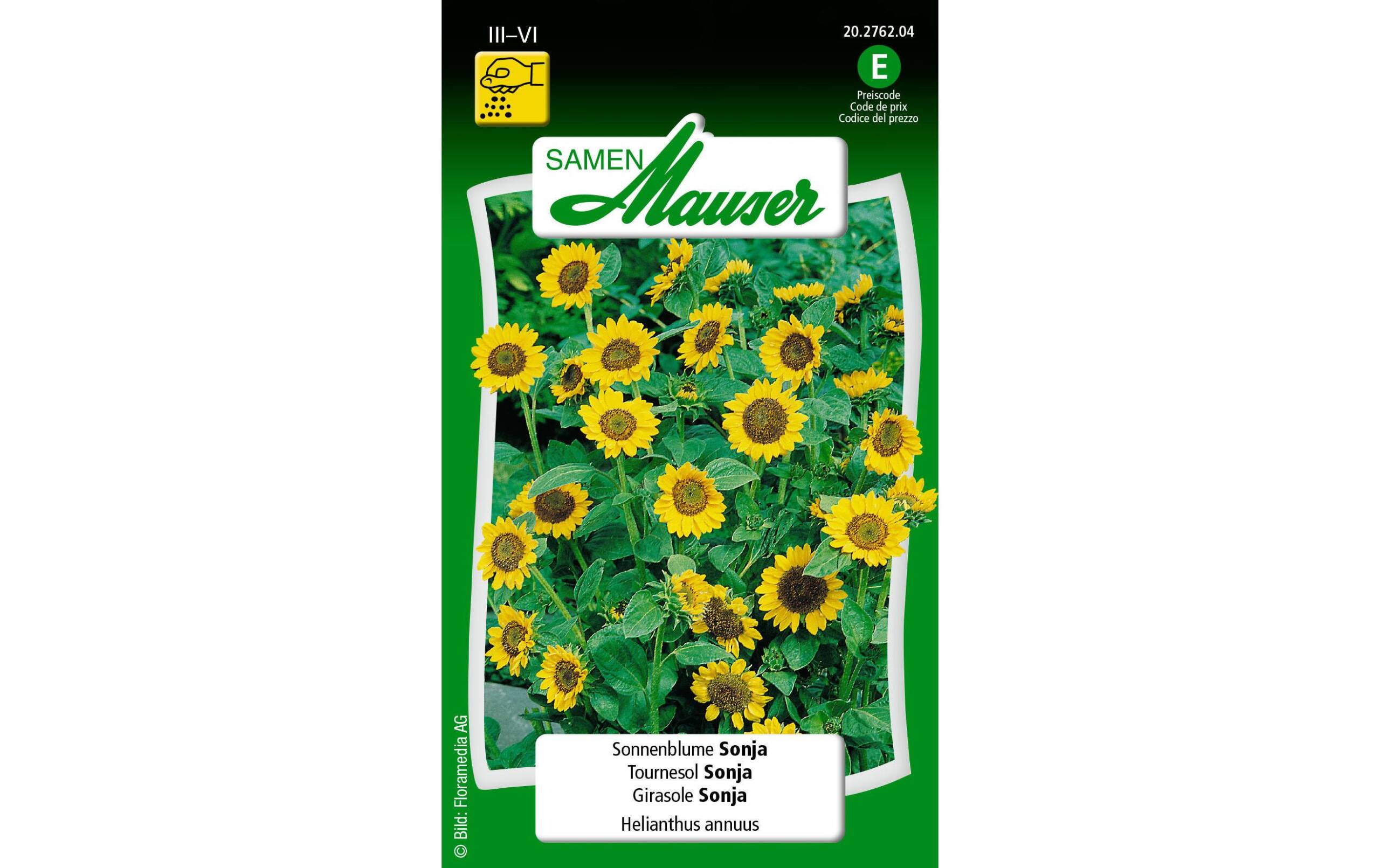 Sonnenblume Sonja Helianthus annuus