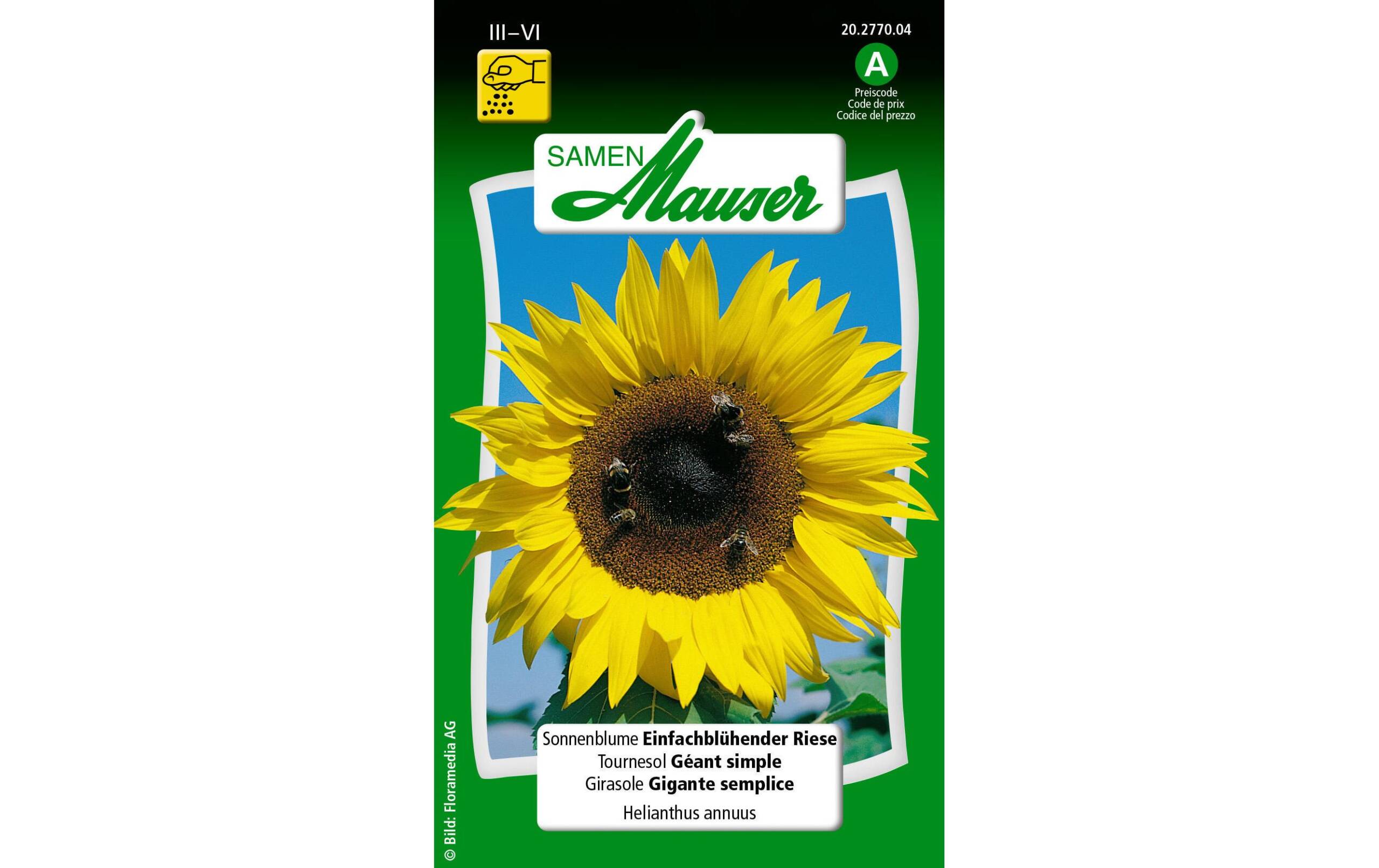 Sonnenblume Einfachblüh. Riese Helianthus annuus