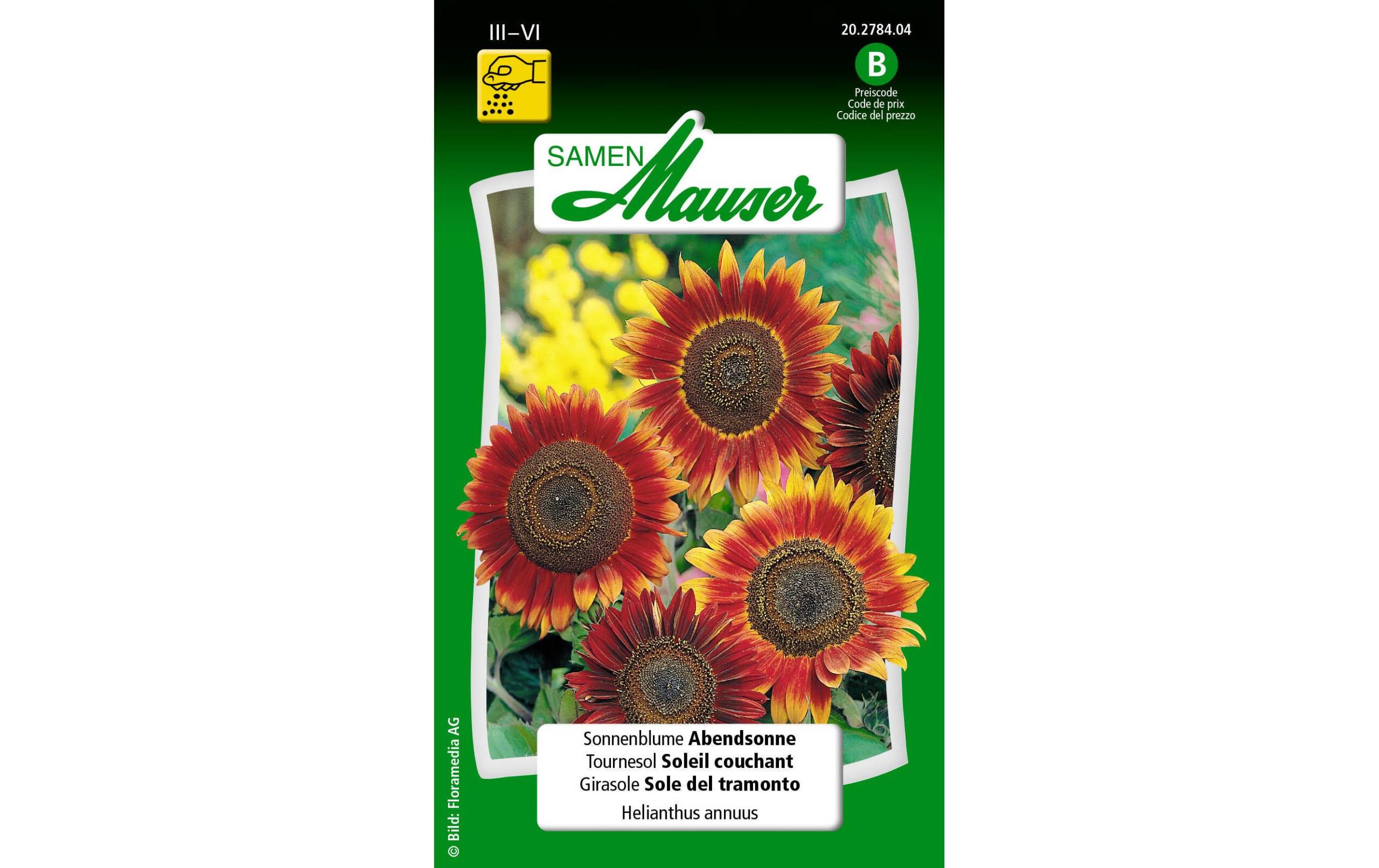 Sonnenblume Abendsonne Helianthus annuus