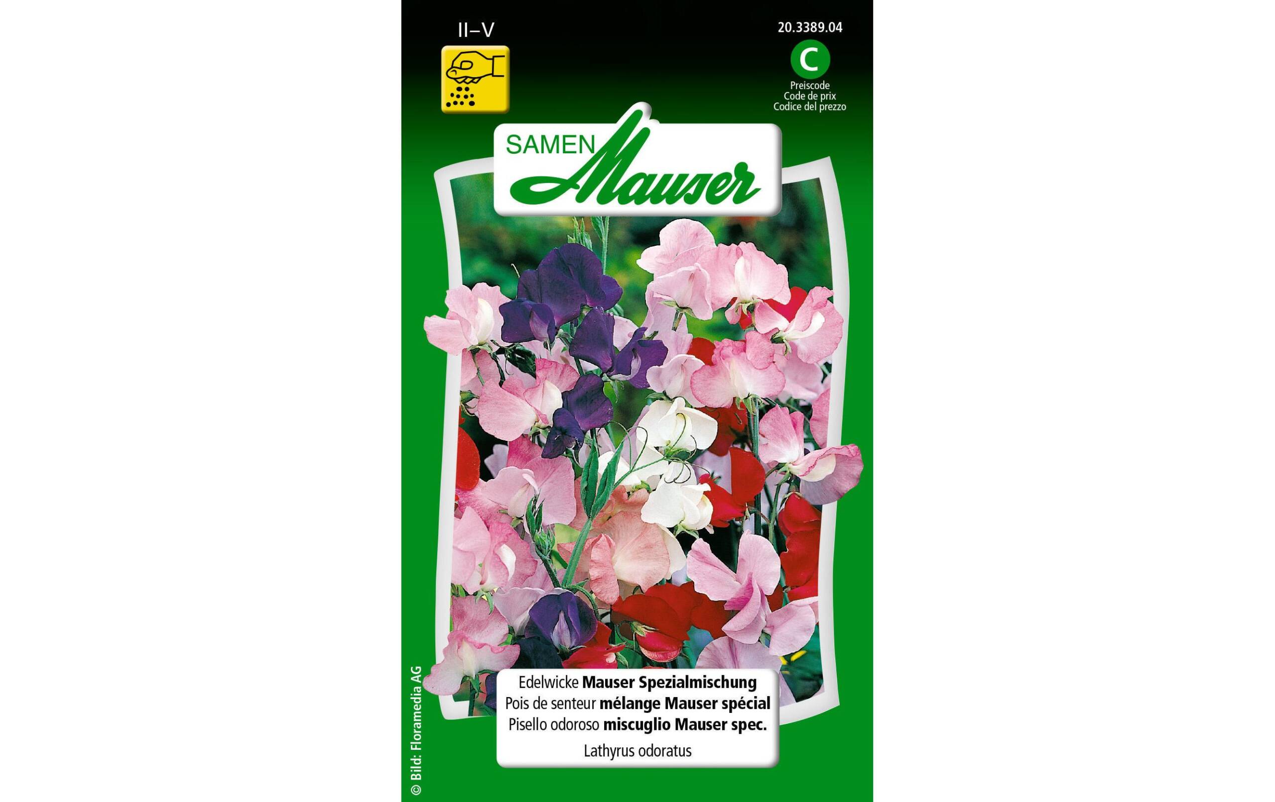 Edelwicke Mausers Spezialmischung Lathyrus odoratus