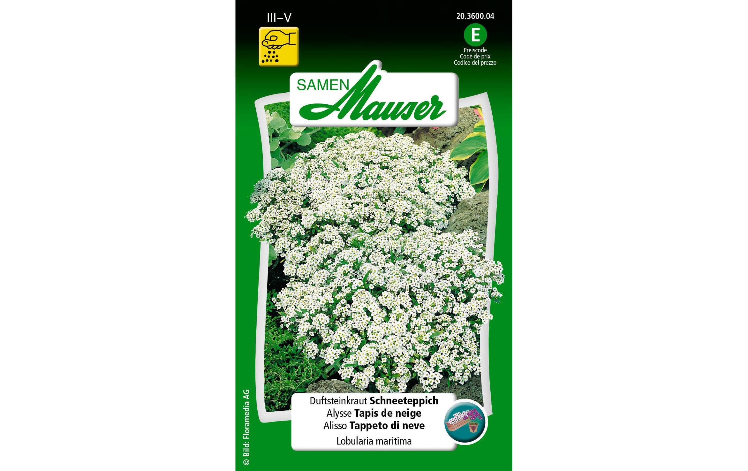 Duftsteinkraut Schneeteppich Lobularia maritima