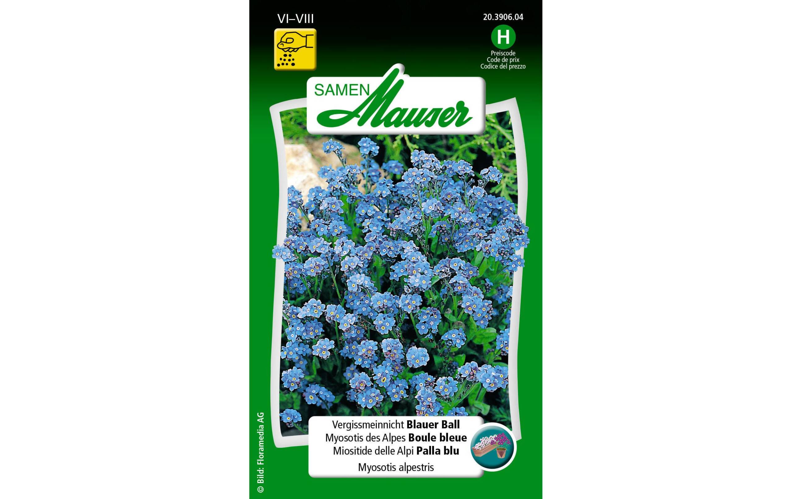 Vergissmeinnicht Blauer Ball Myosotis alpestris