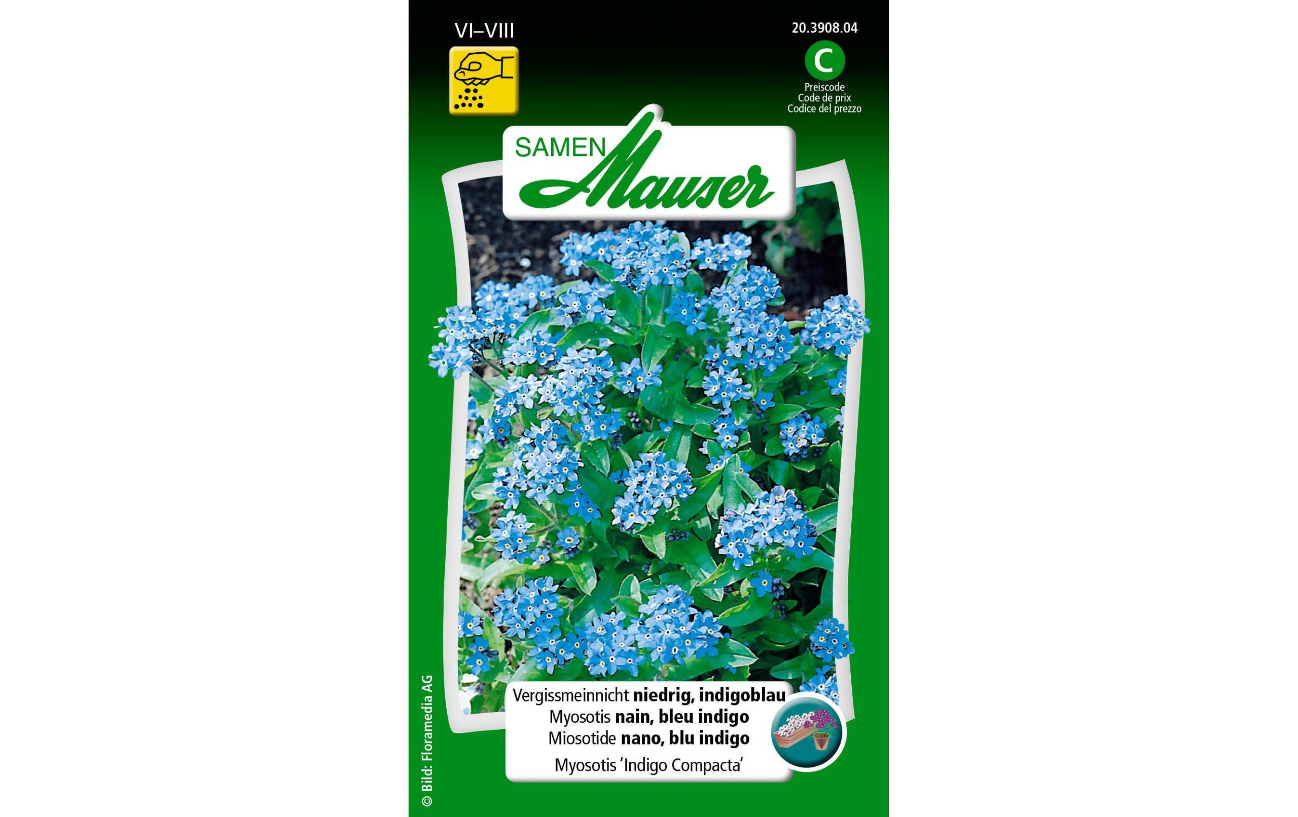 Vergissmeinnicht niedrig, indigoblau Myosotis indigo compacta