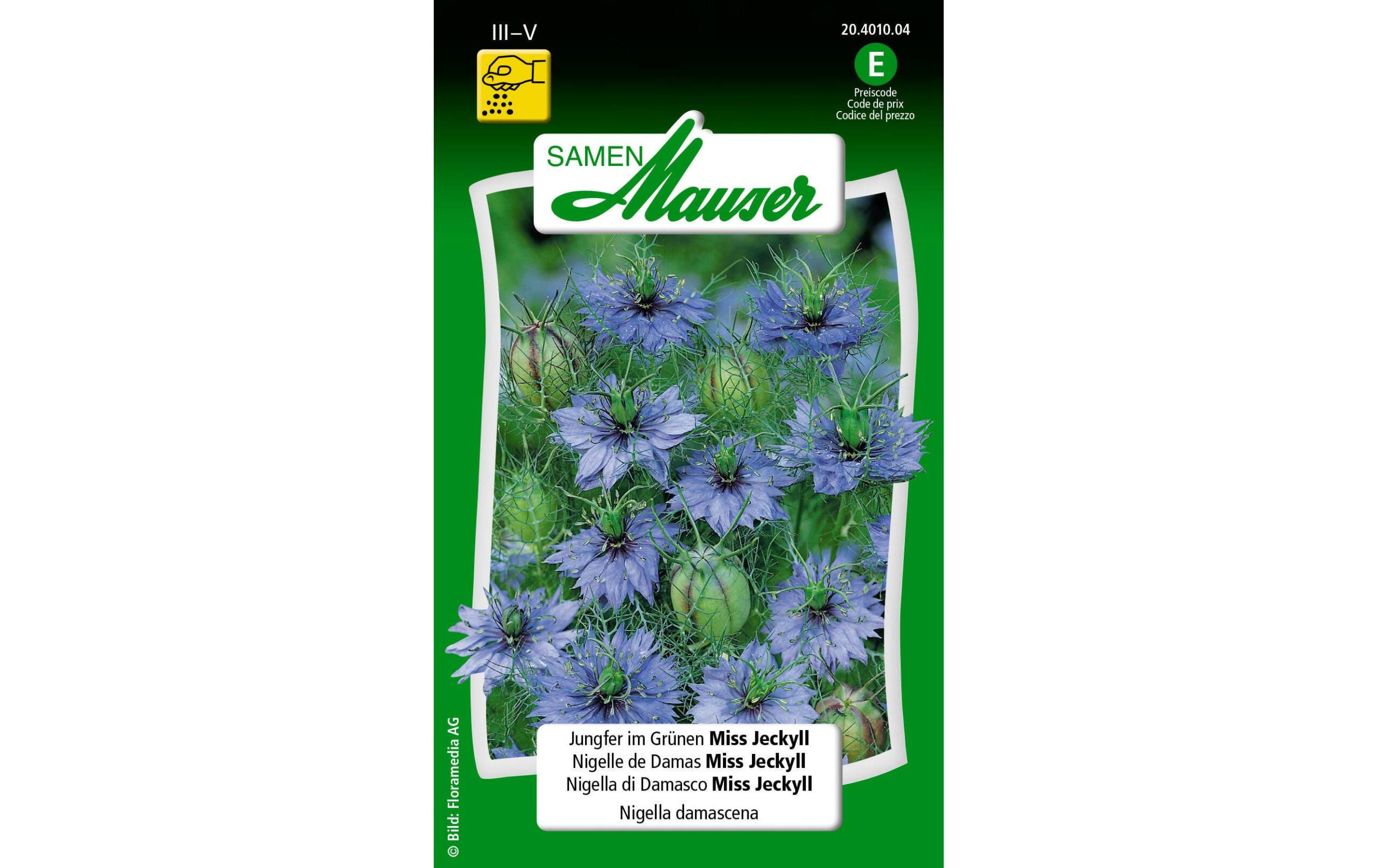 Jungfer im Grünen Miss Jeckyll Nigella damascena