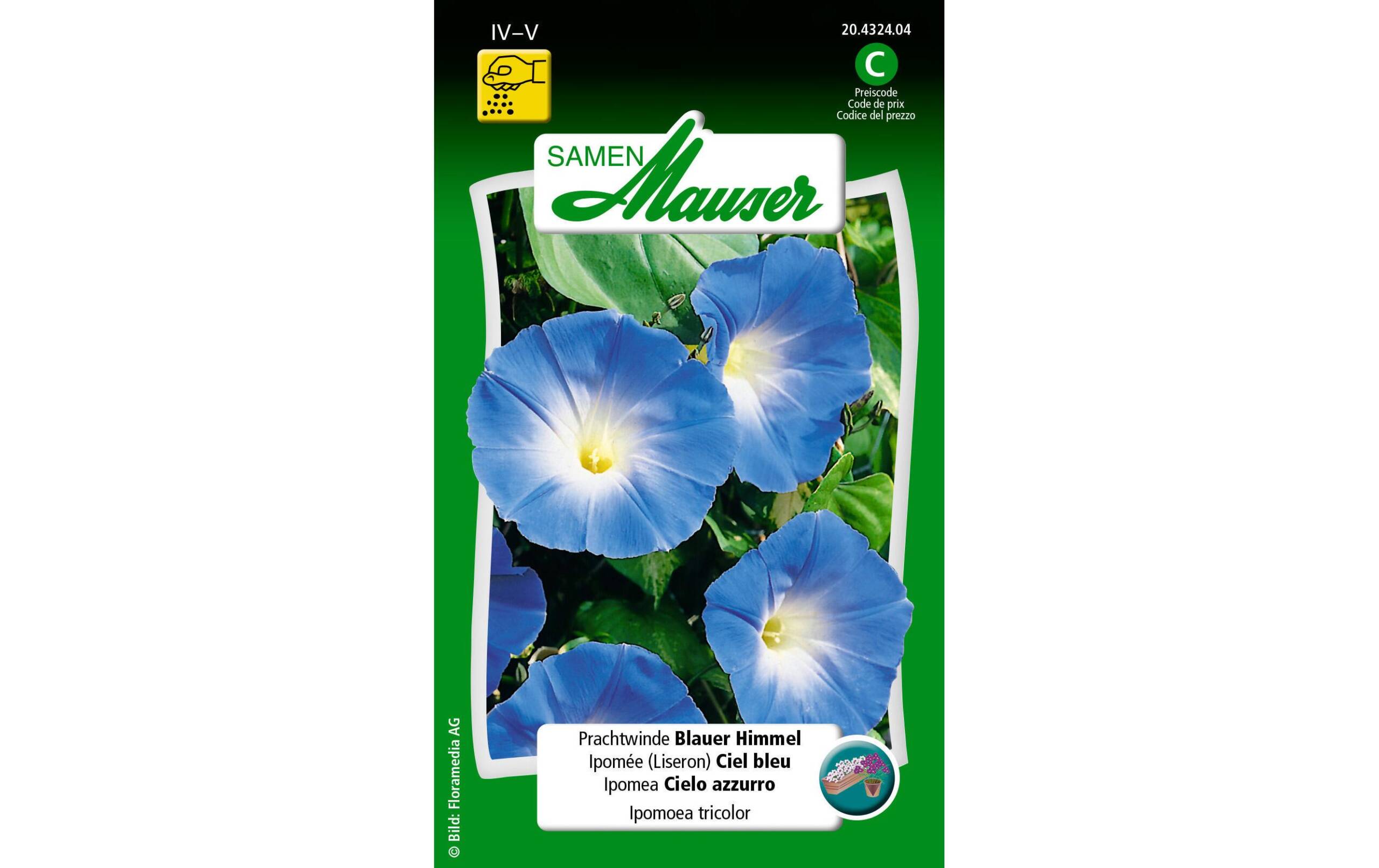 Prachtwinde Blauer Himmel Ipomoea tricolor