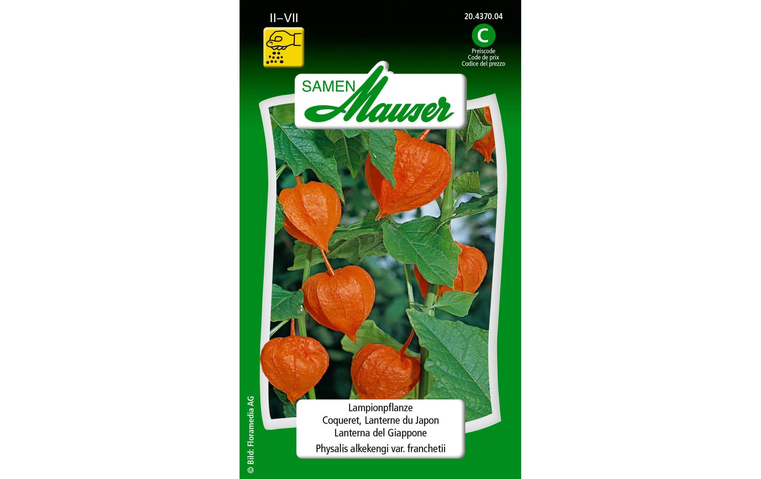 Lampionpflanze Physalis alkekengi var. Franchetii