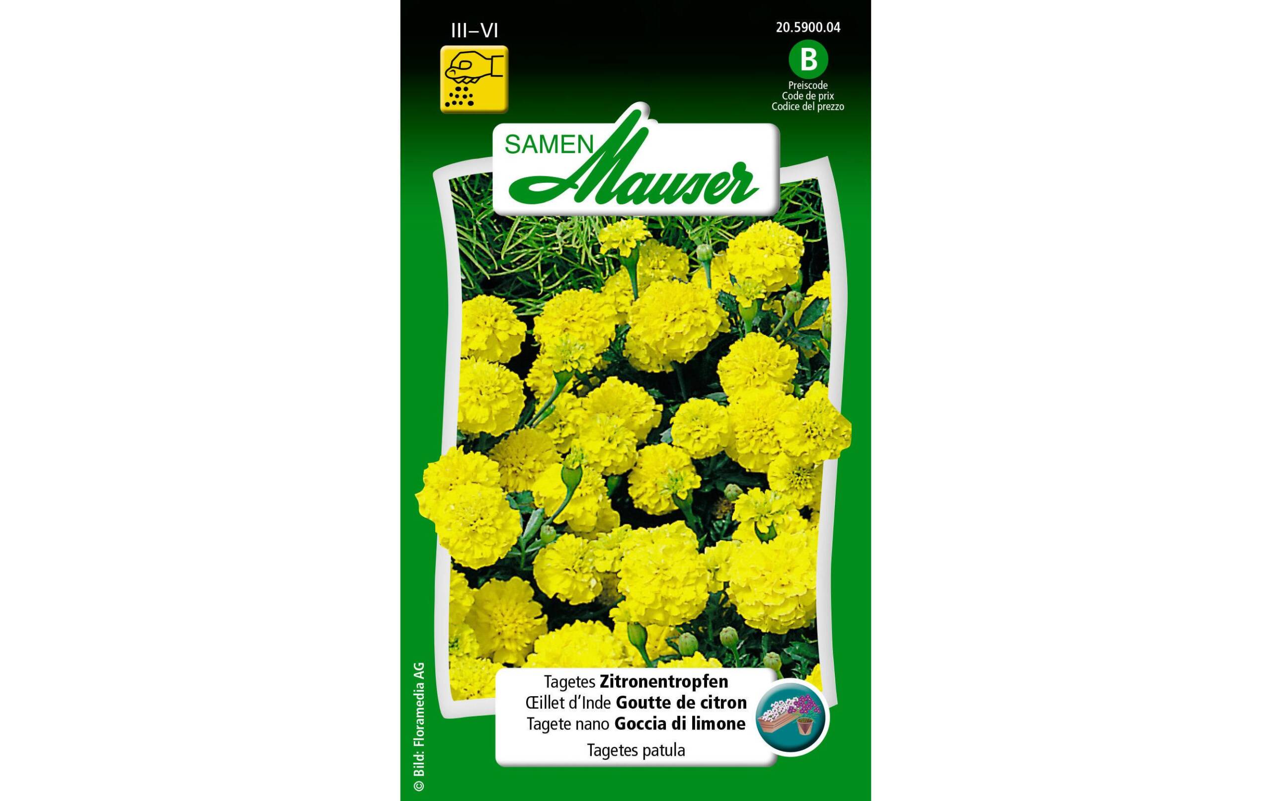 Tagetes Zitronentropfen Tagetes patula