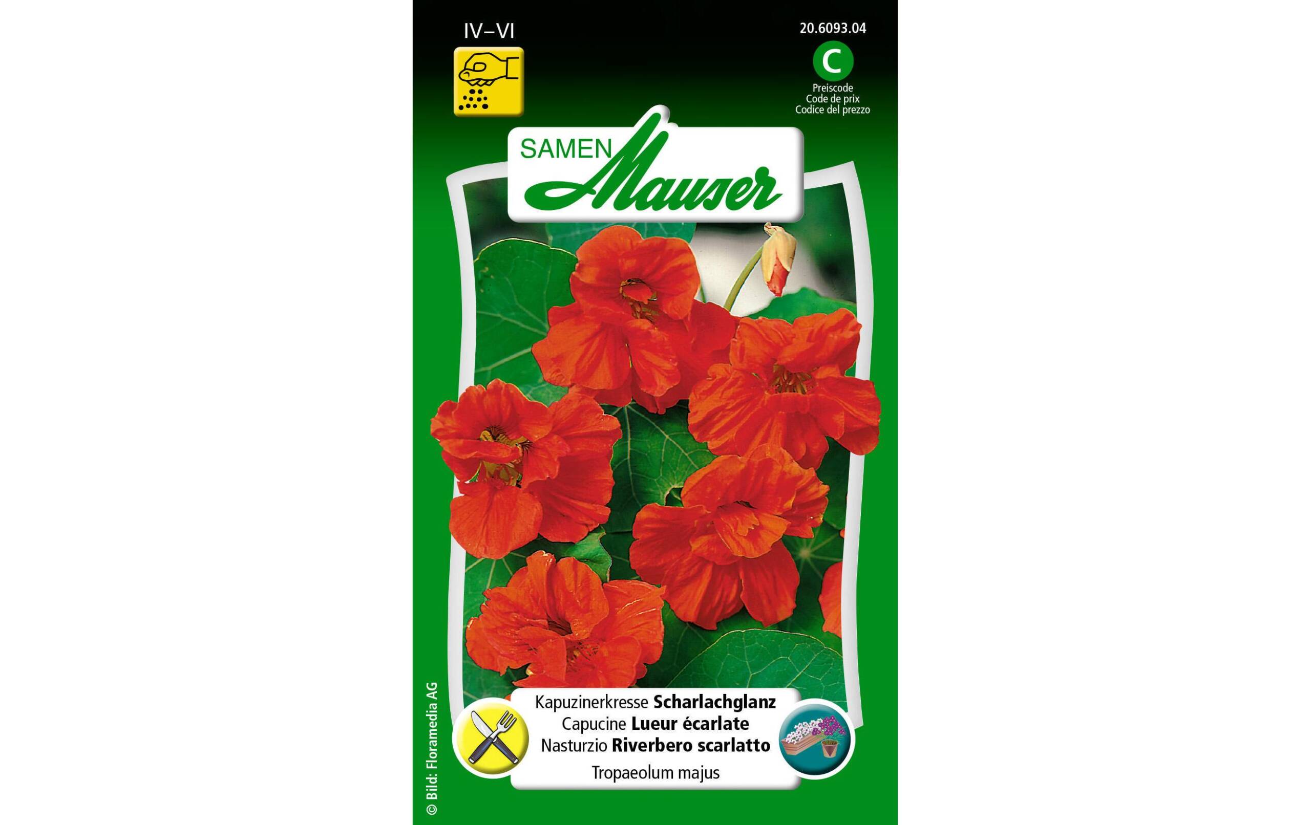 Kapuzinerkresse Scharlachglanz Tropaeolum majus