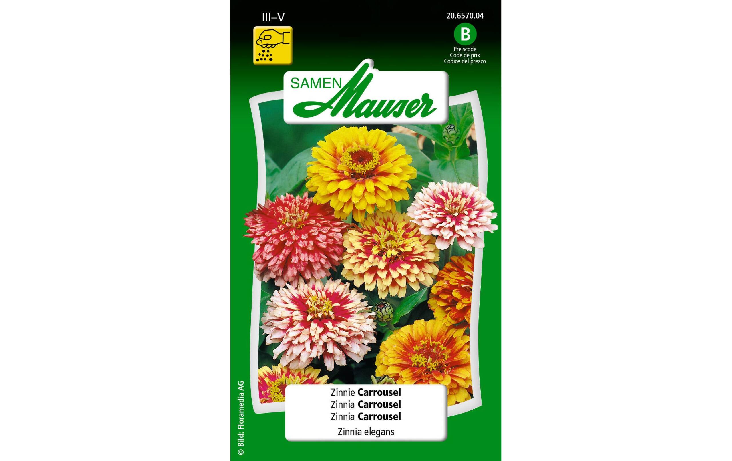 Zinnie Carrousel Zinnia elegans