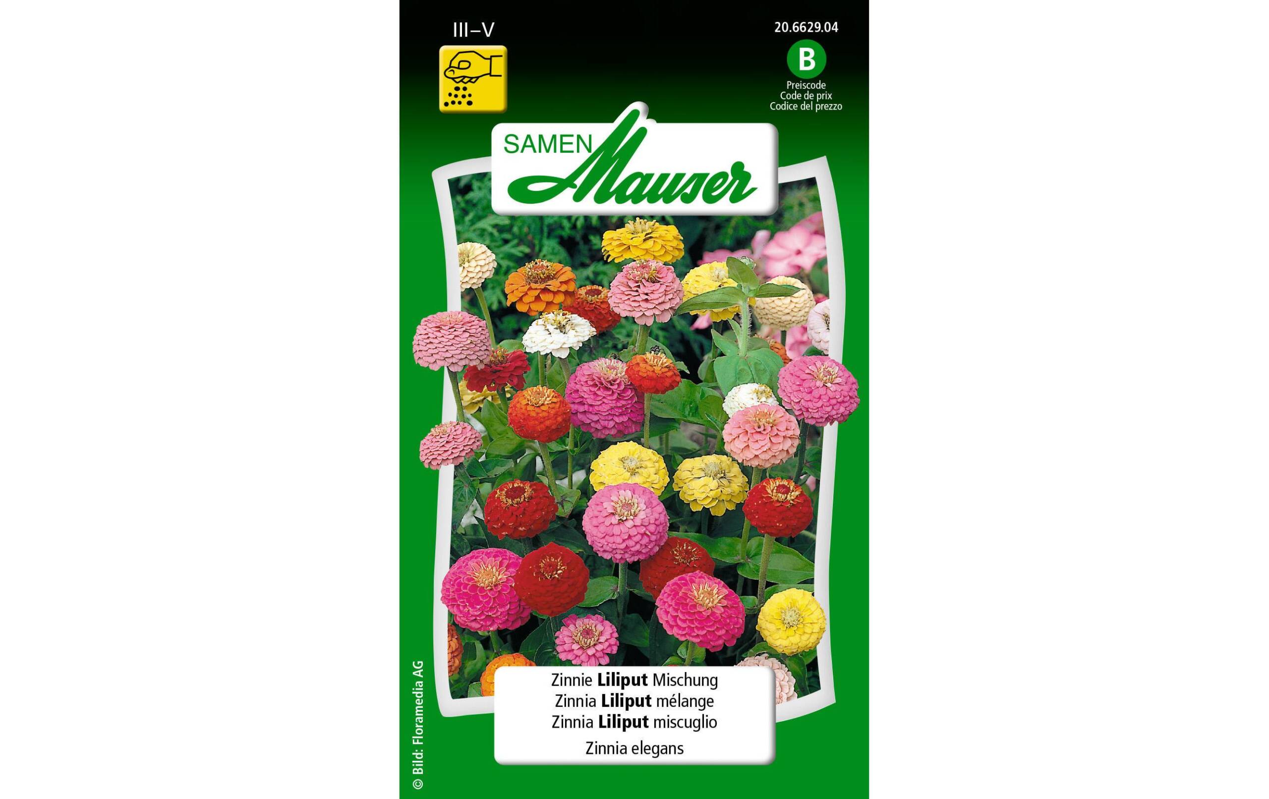 Zinnie Liliput Mischung Zinnia elegans