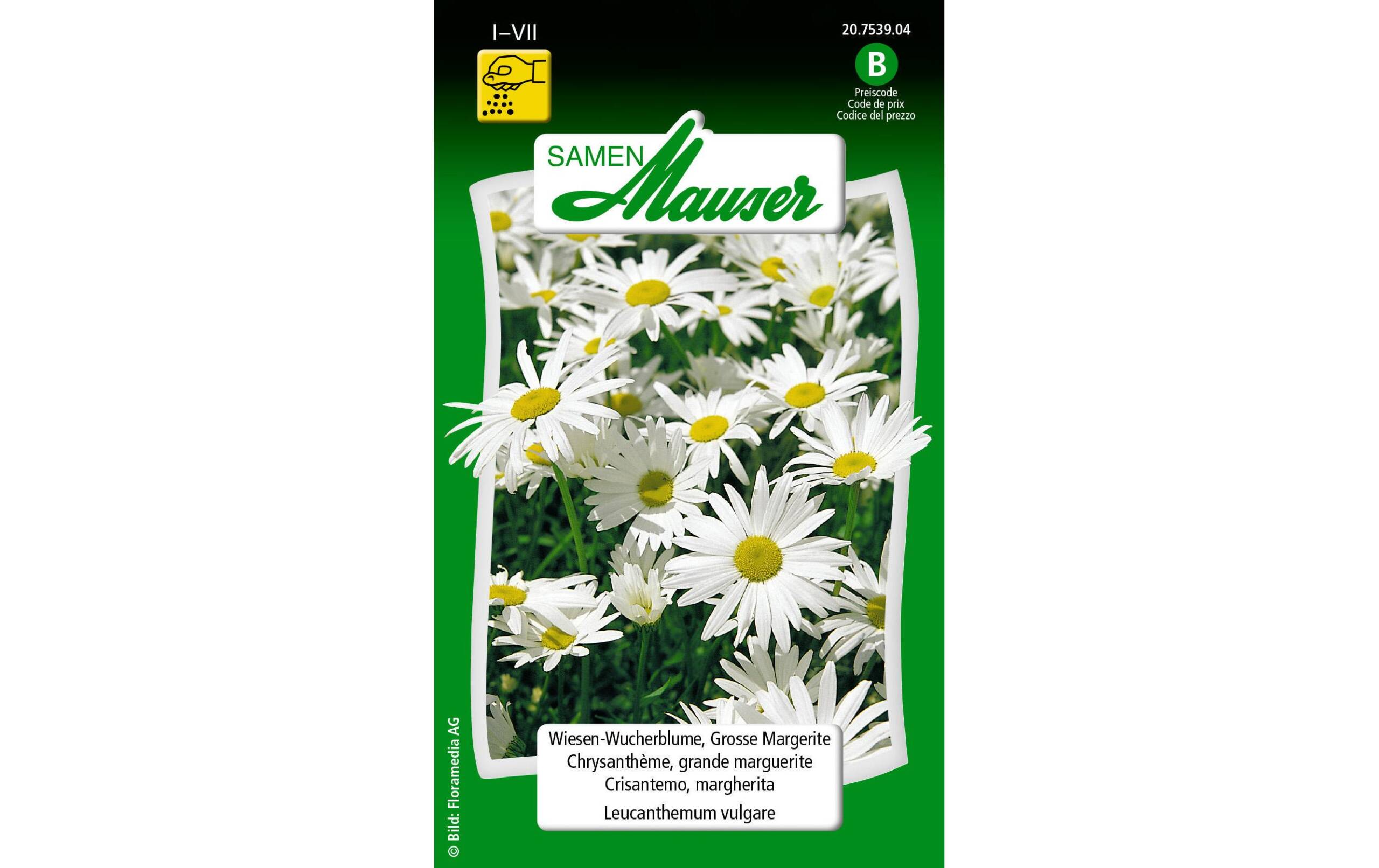 WiesenWucherblume, Grosse Margerite Leucanthemum vulgare
