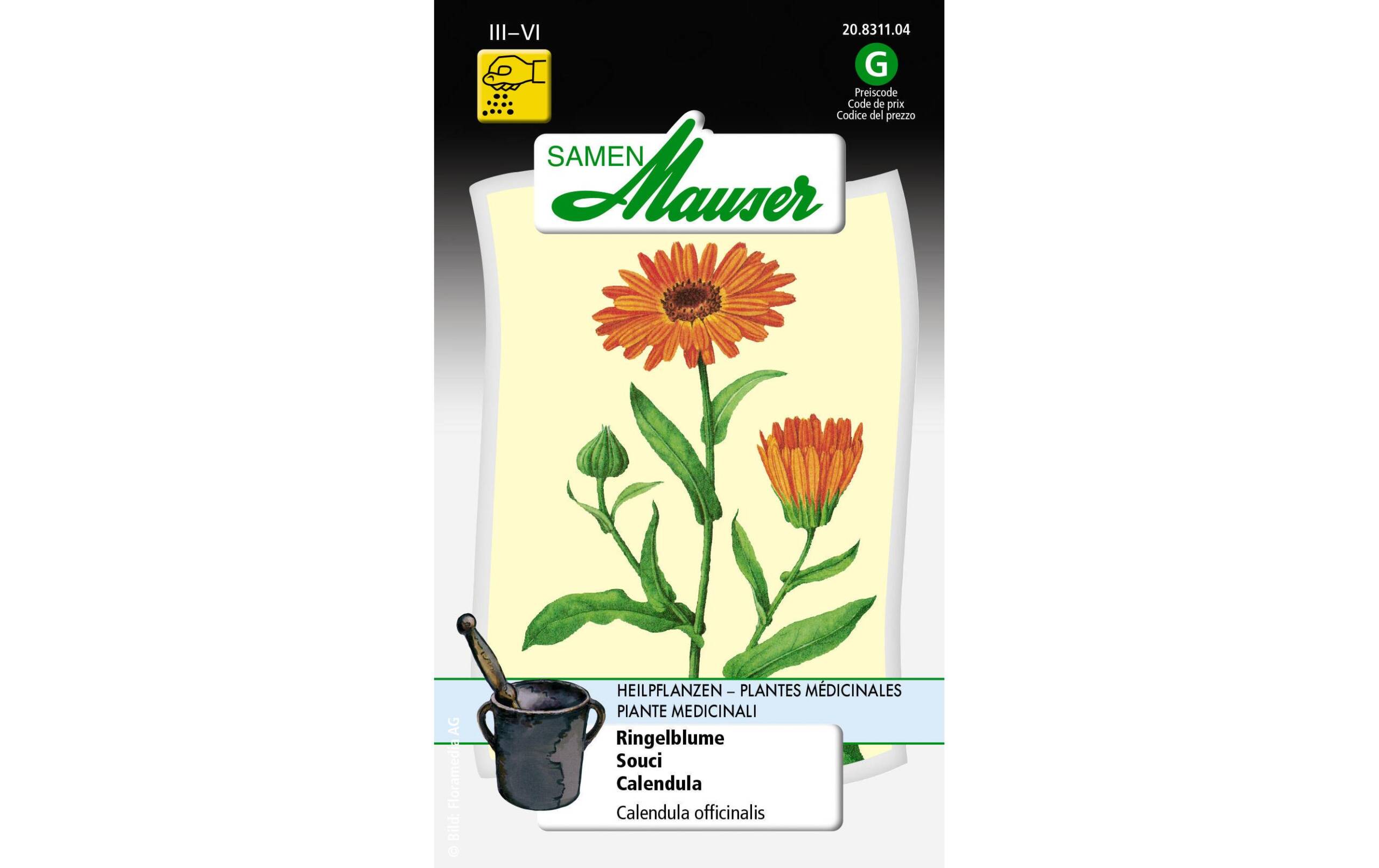 Ringelblume Calendula officinalis