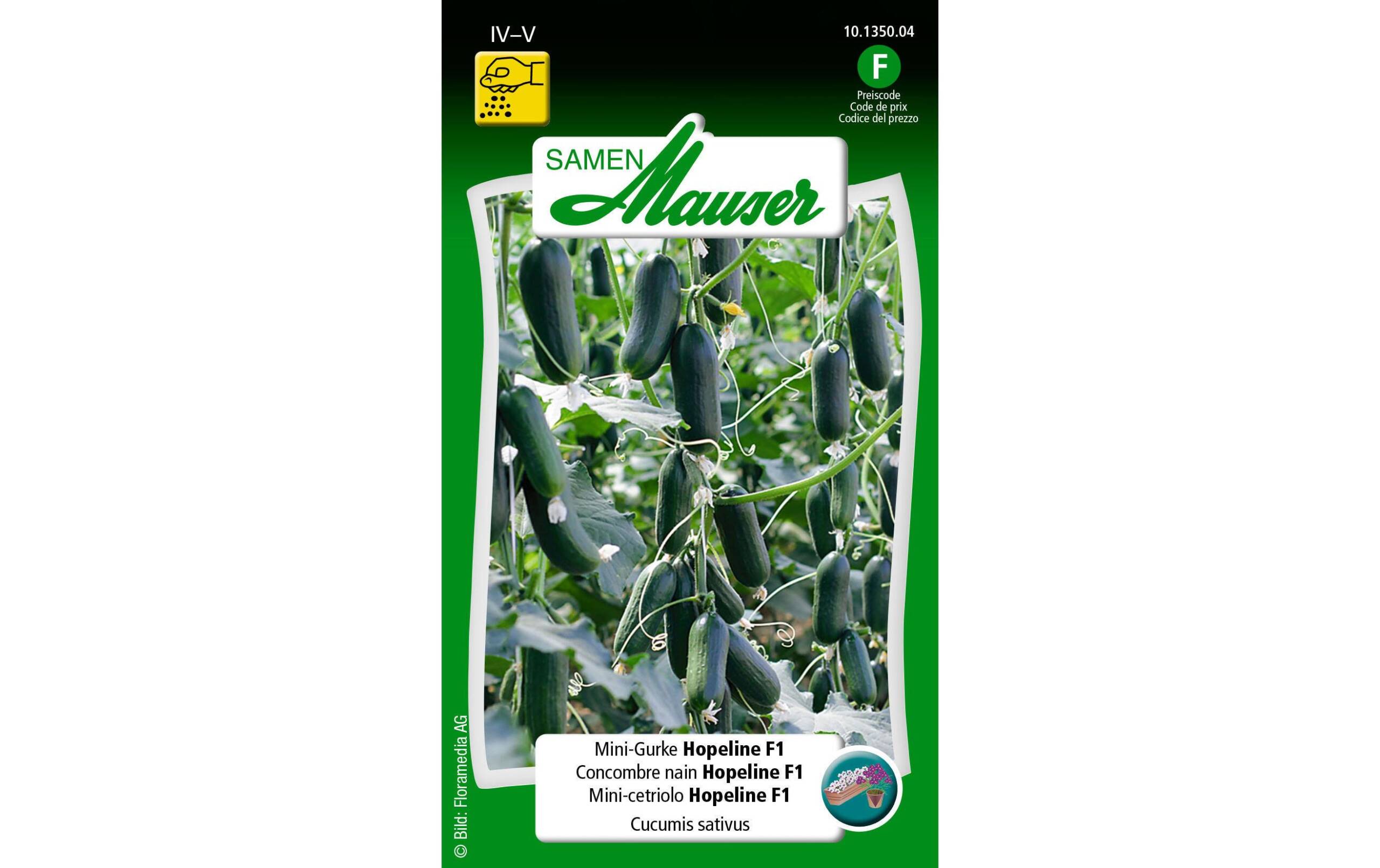 MiniGurke Hopeline F1 Cucumis sativus – Bild 2