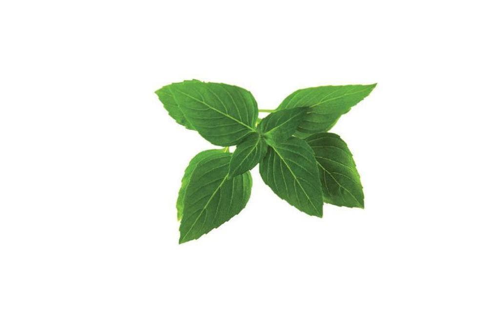 Click and Grow Thailändischer Basilikum Nachfüllpackung 3er Set