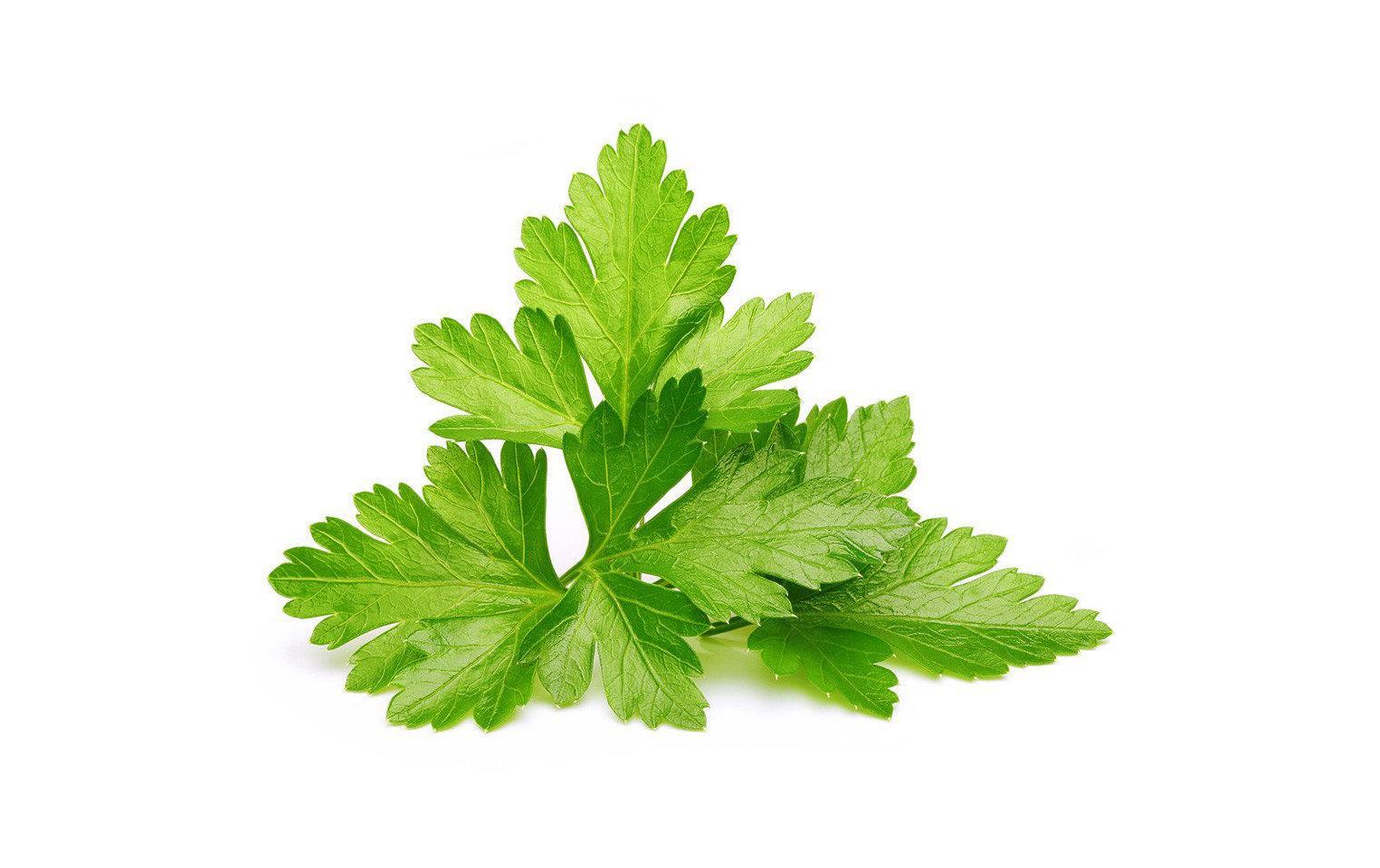 Click and Grow Koriander Nachfüllpackung 3er Set