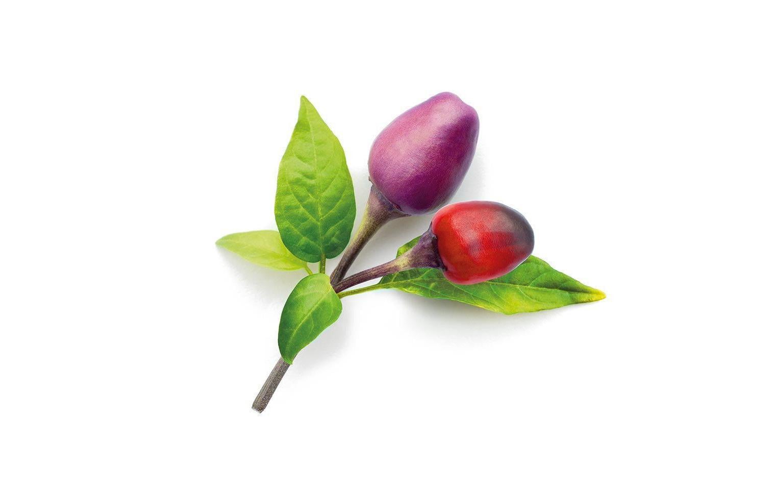 Click and Grow Lila Chilli Nachfüllpackung 3er Set