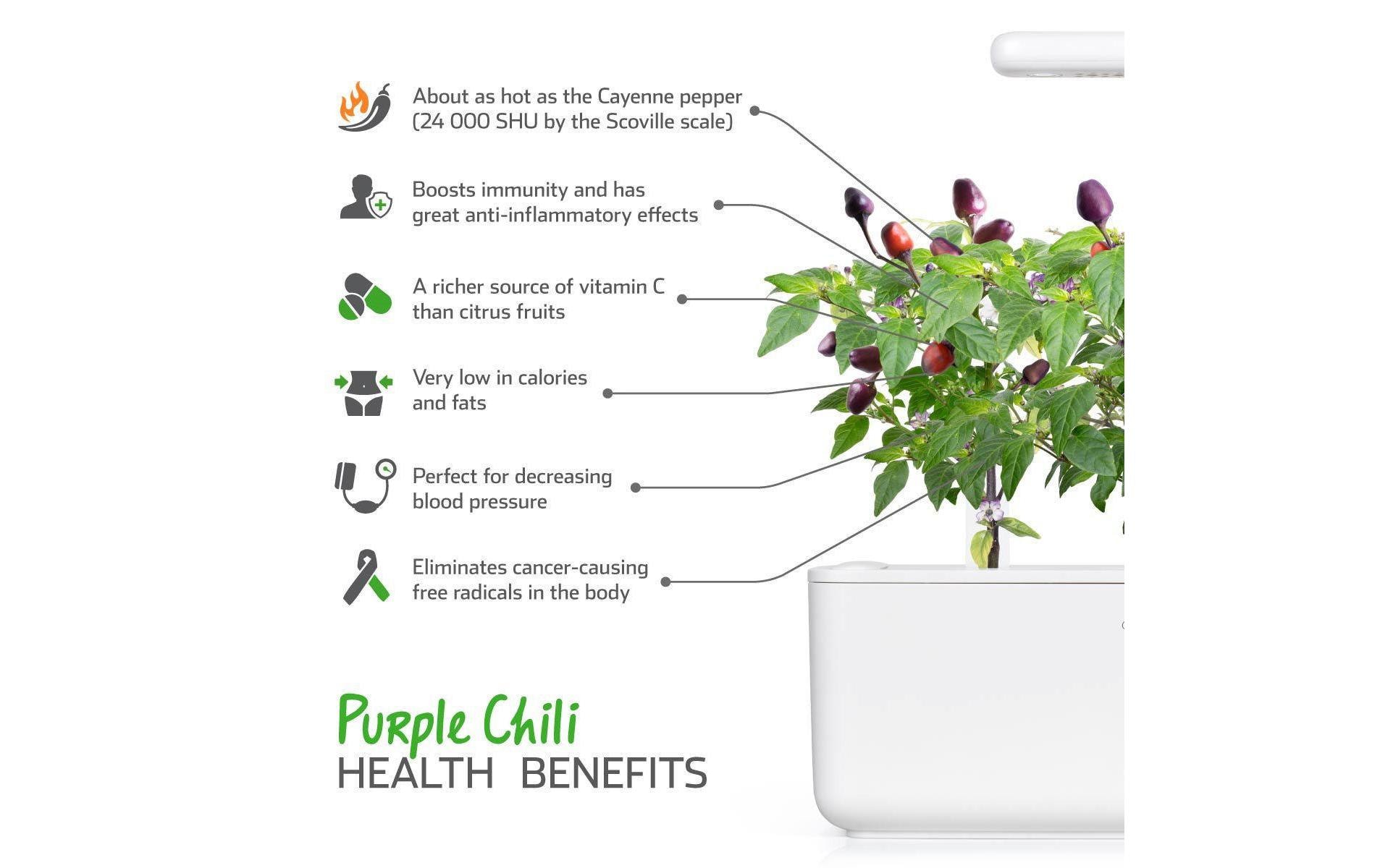 Click and Grow Lila Chilli Nachfüllpackung 3er Set – Bild 3