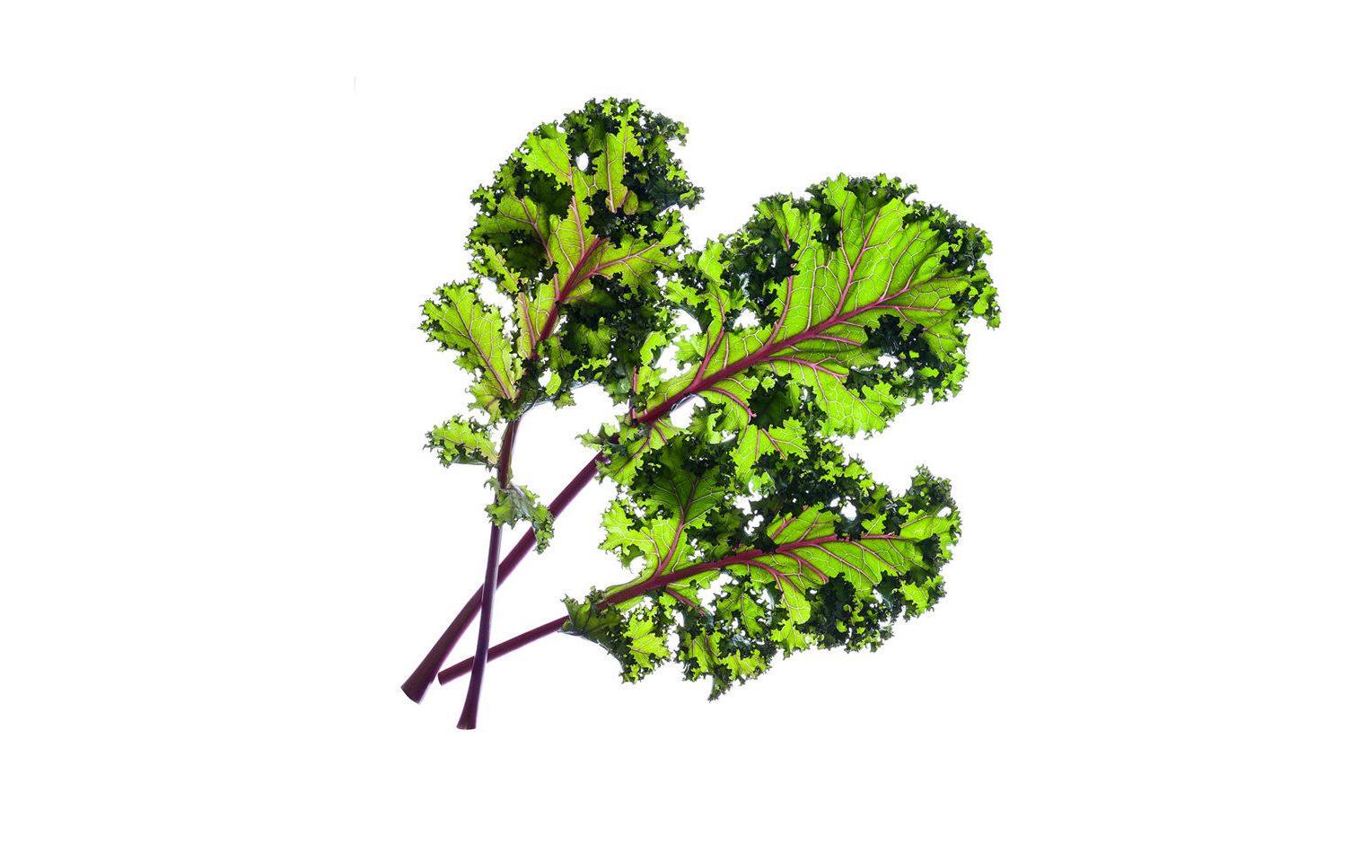 Click and Grow Roter Kohl Nachfüllpackung 3er Set