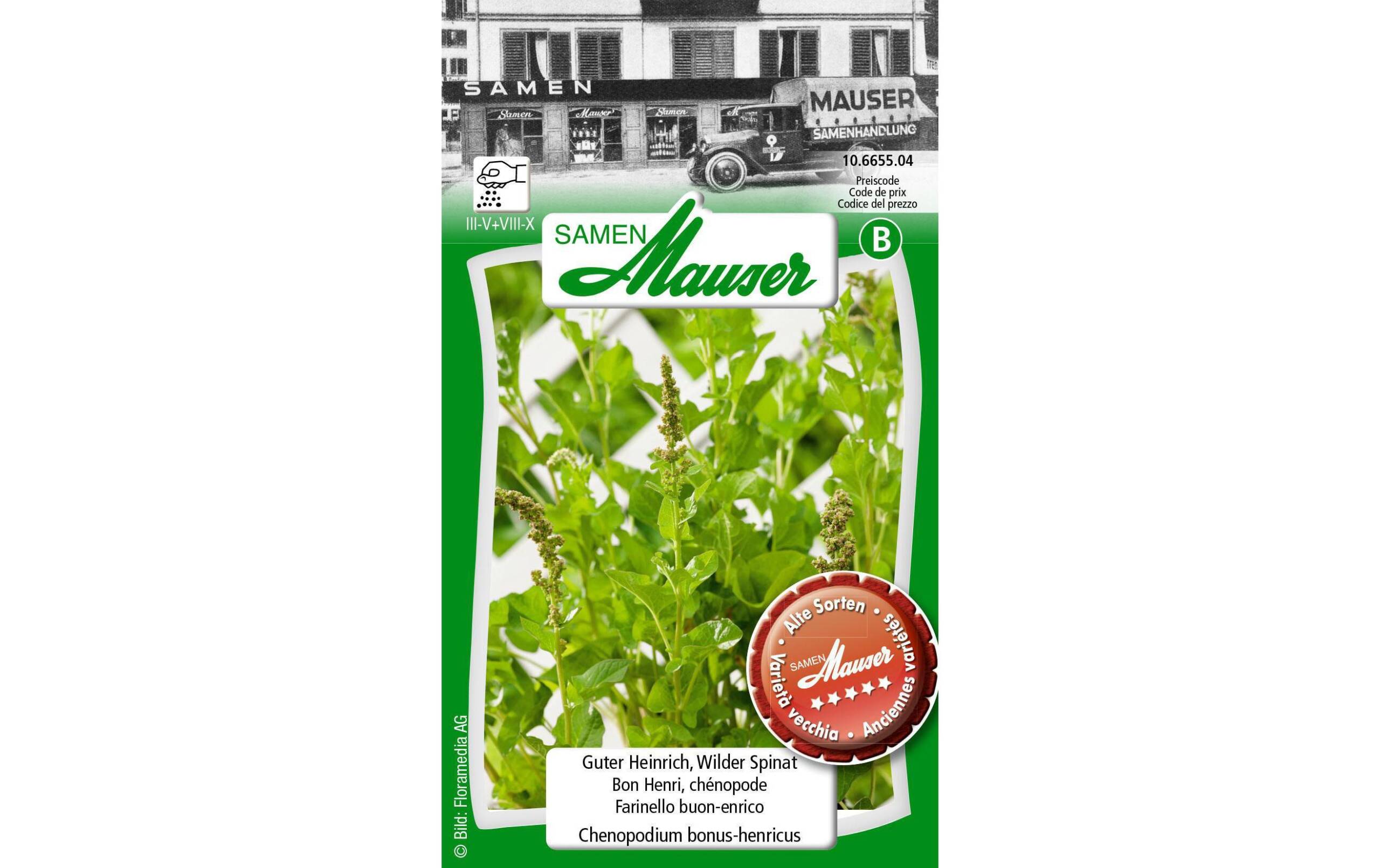Samen Mauser Guter Heinrich, Wilder Spinat 200 Korn Chenopodium bonus-henricus