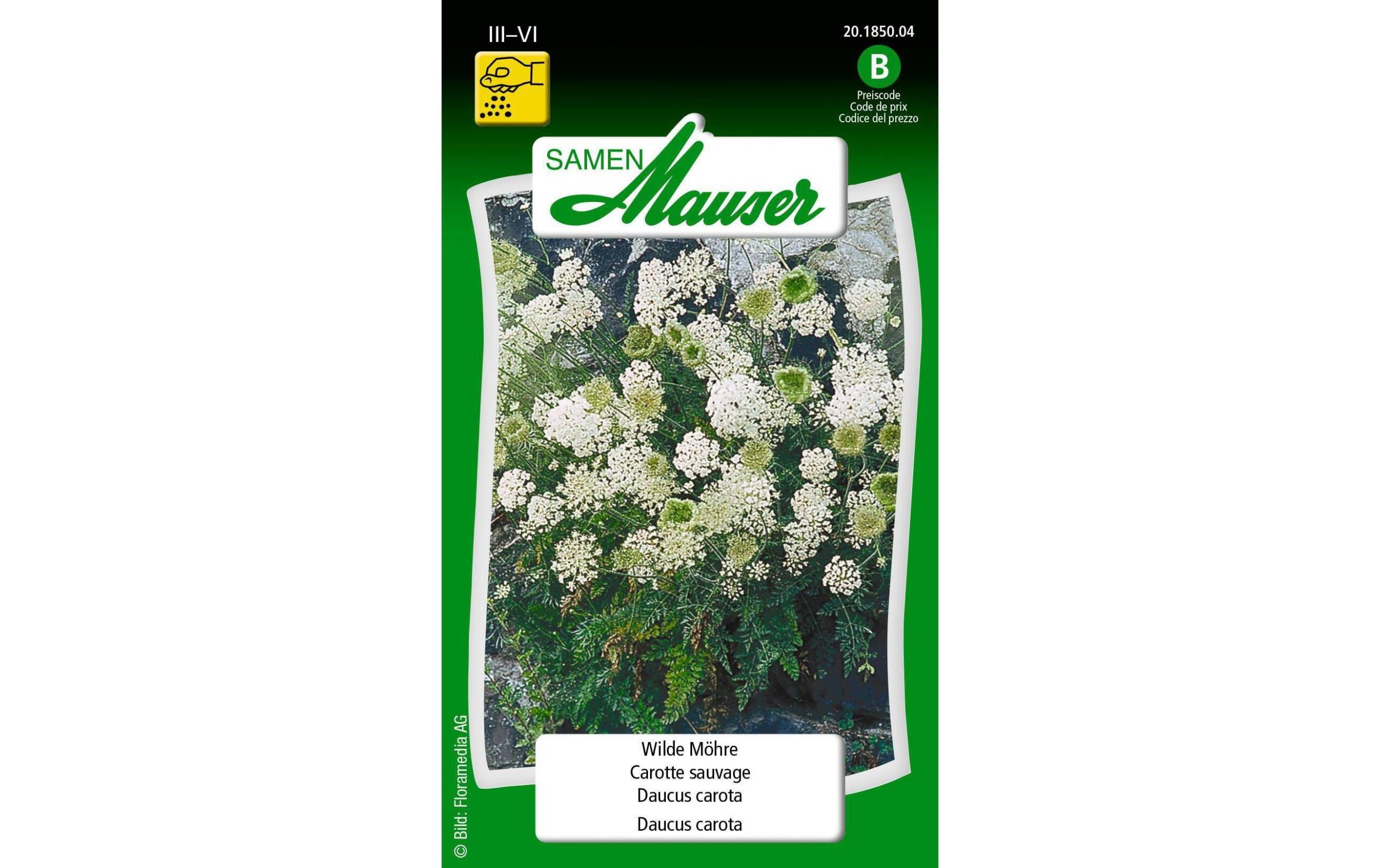 Samen Mauser Wilde Möhre 5 g Daucus carota