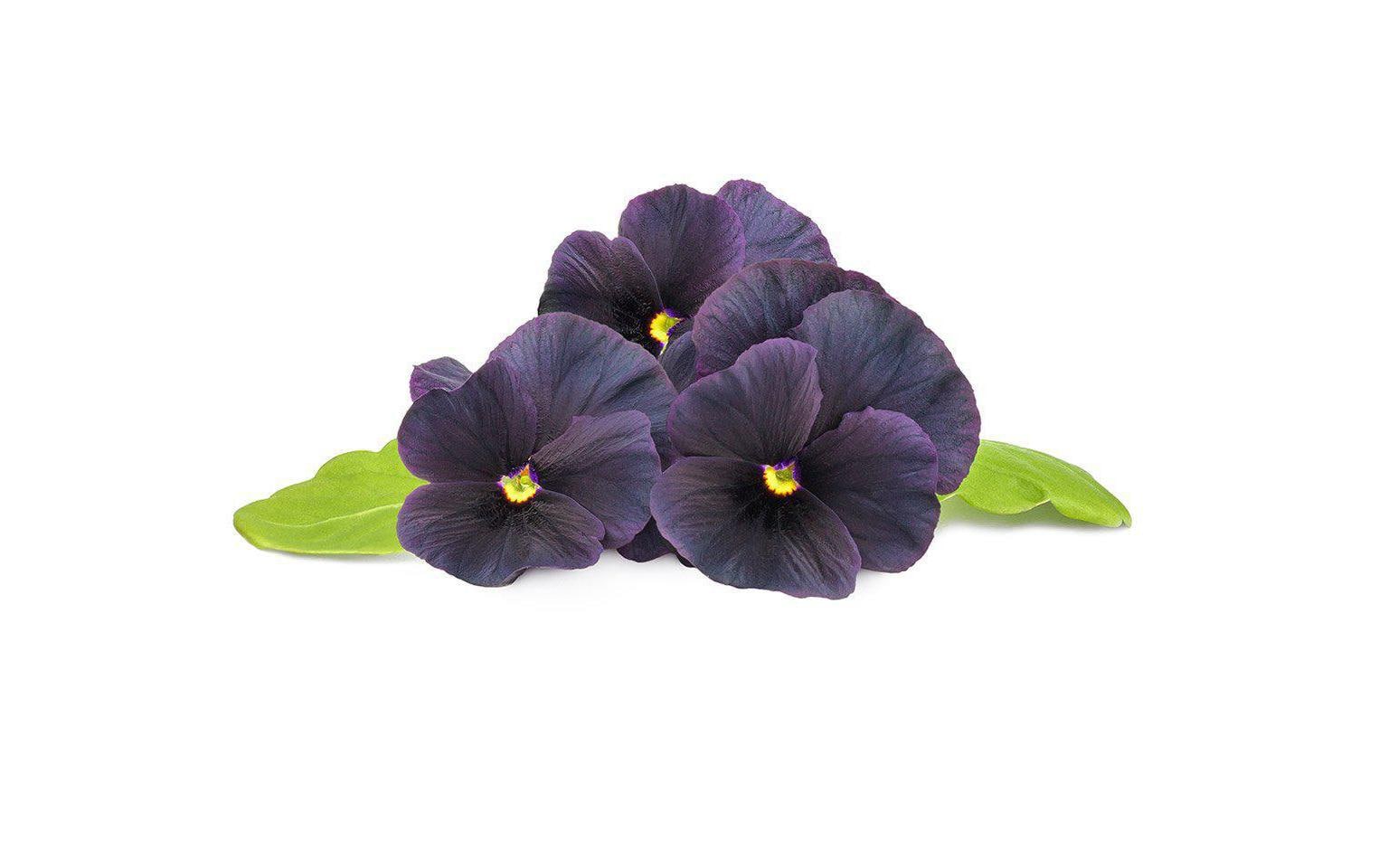 Click and Grow Smart Garden Plant Pod 3-pack, Black Pansy